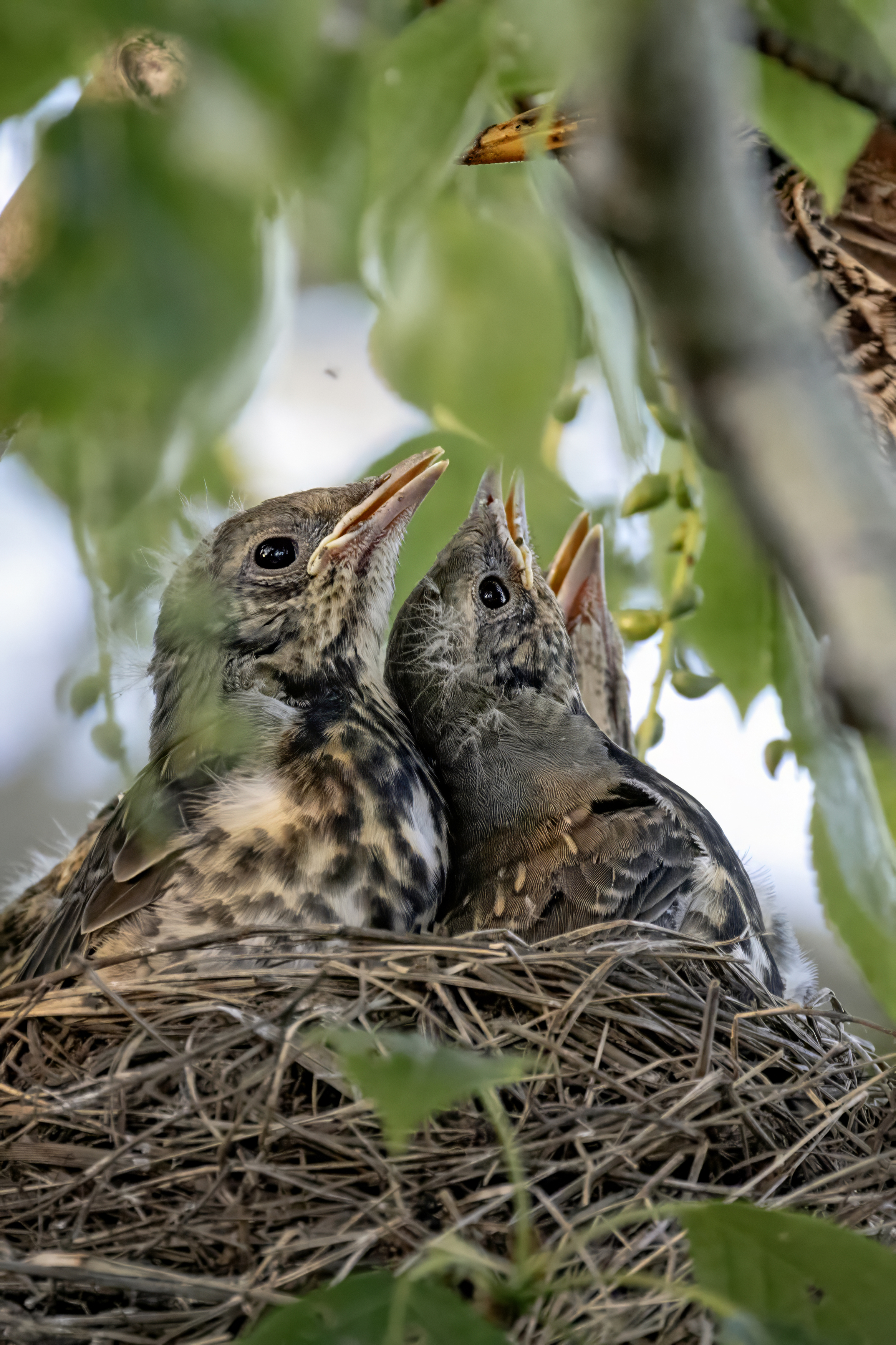 птенцы, птицы, Abdalova Tatiana
