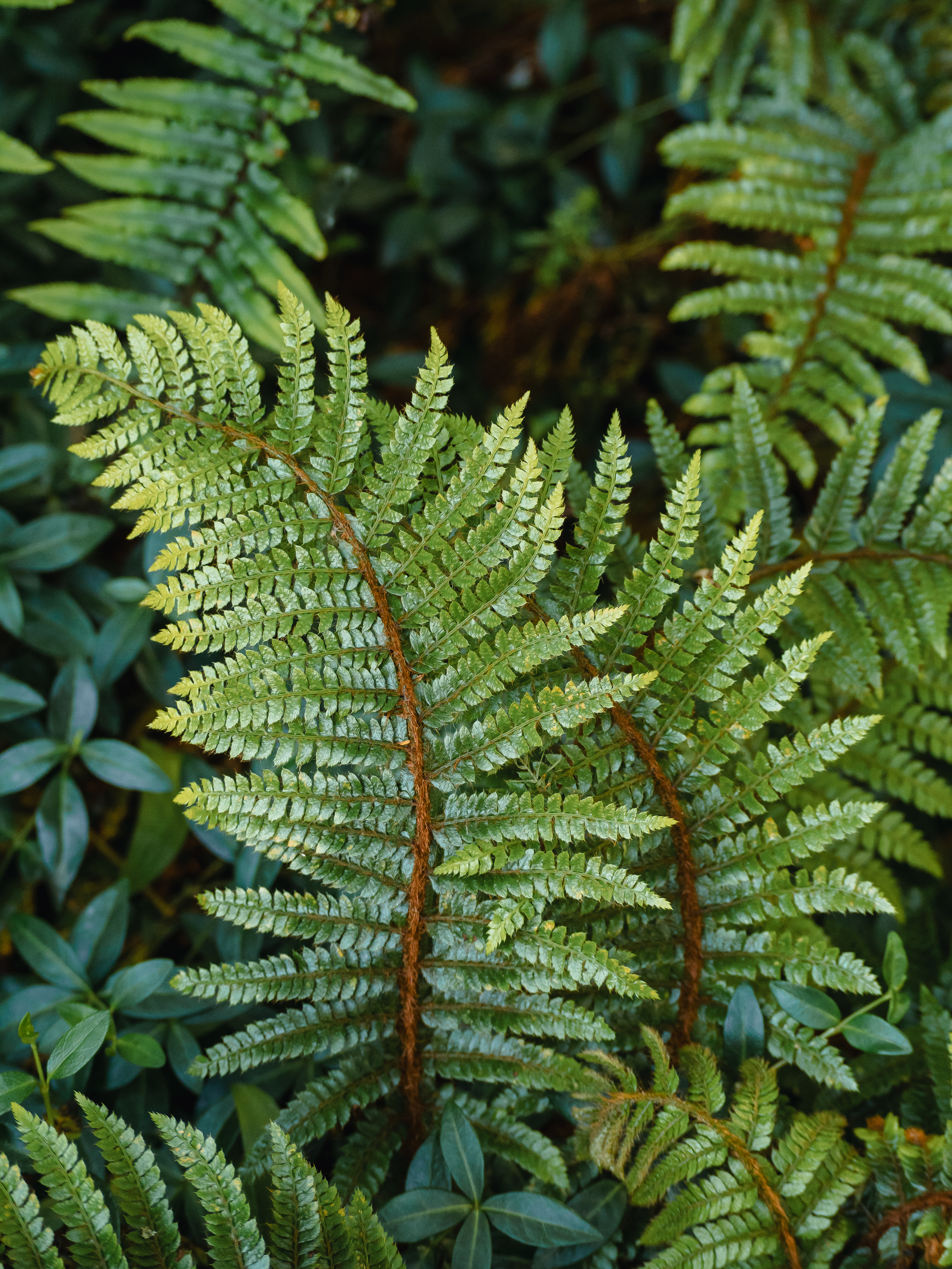 , Ирина Протченко