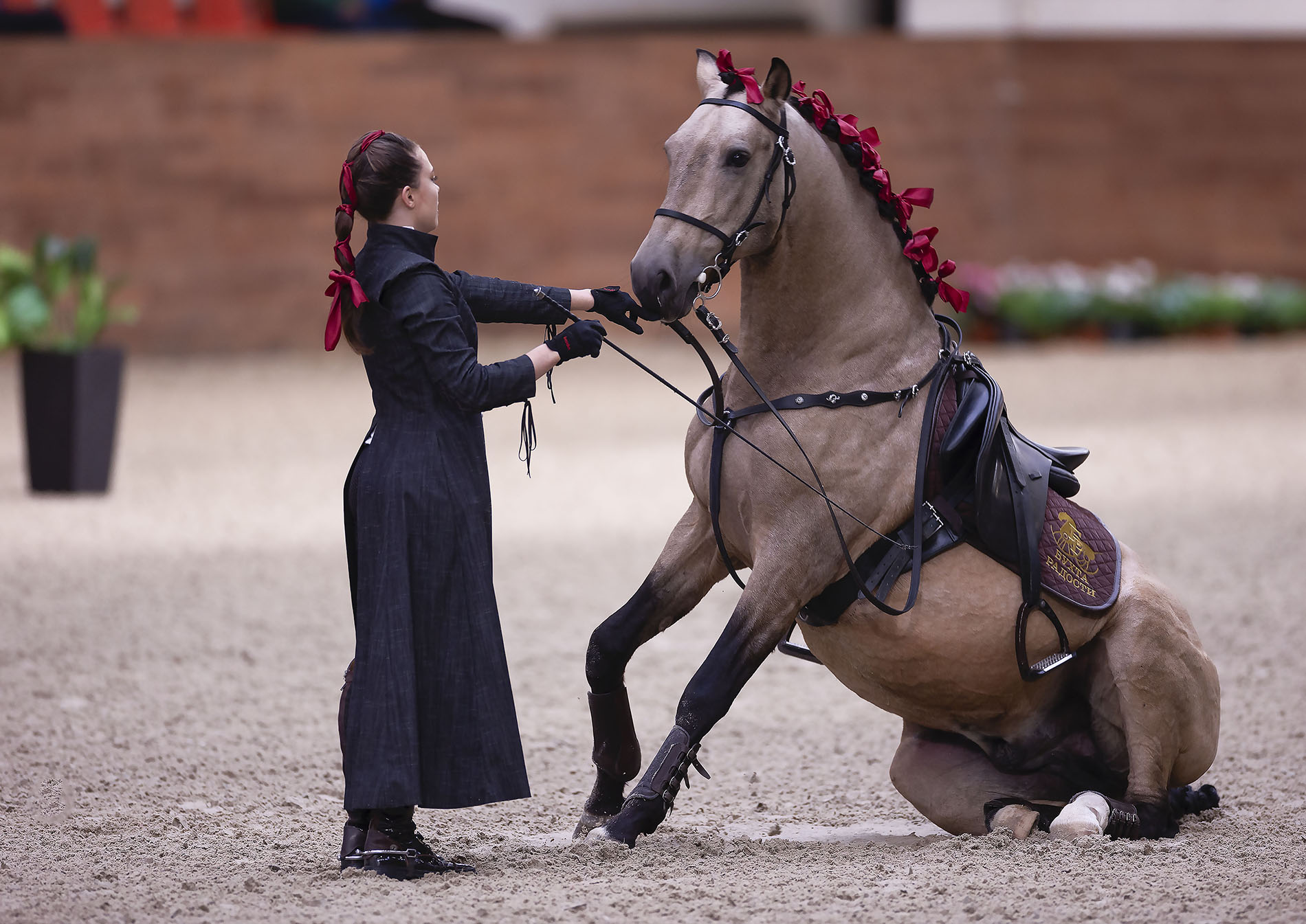 выступление, спорт, horse, competition, sport, Стукалова Юлия