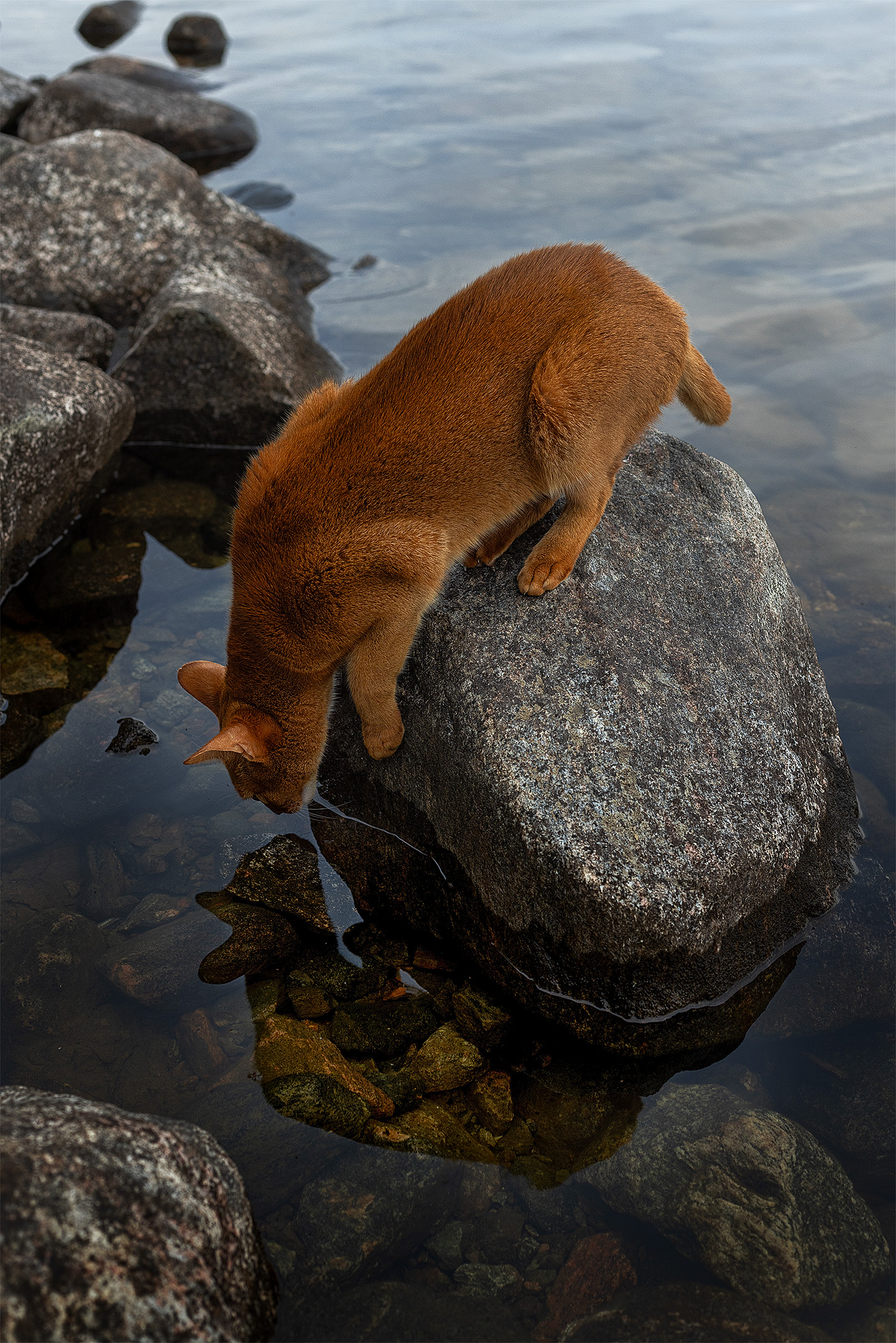 , Елена Михайлова