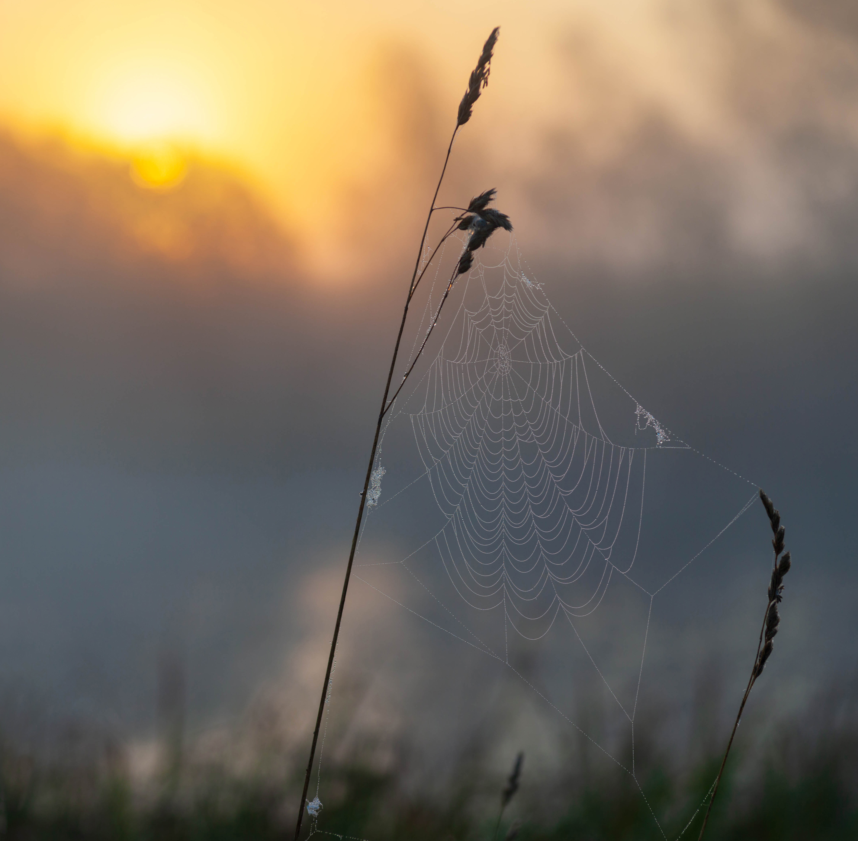 рассвет , паутинка, Свистков Александр