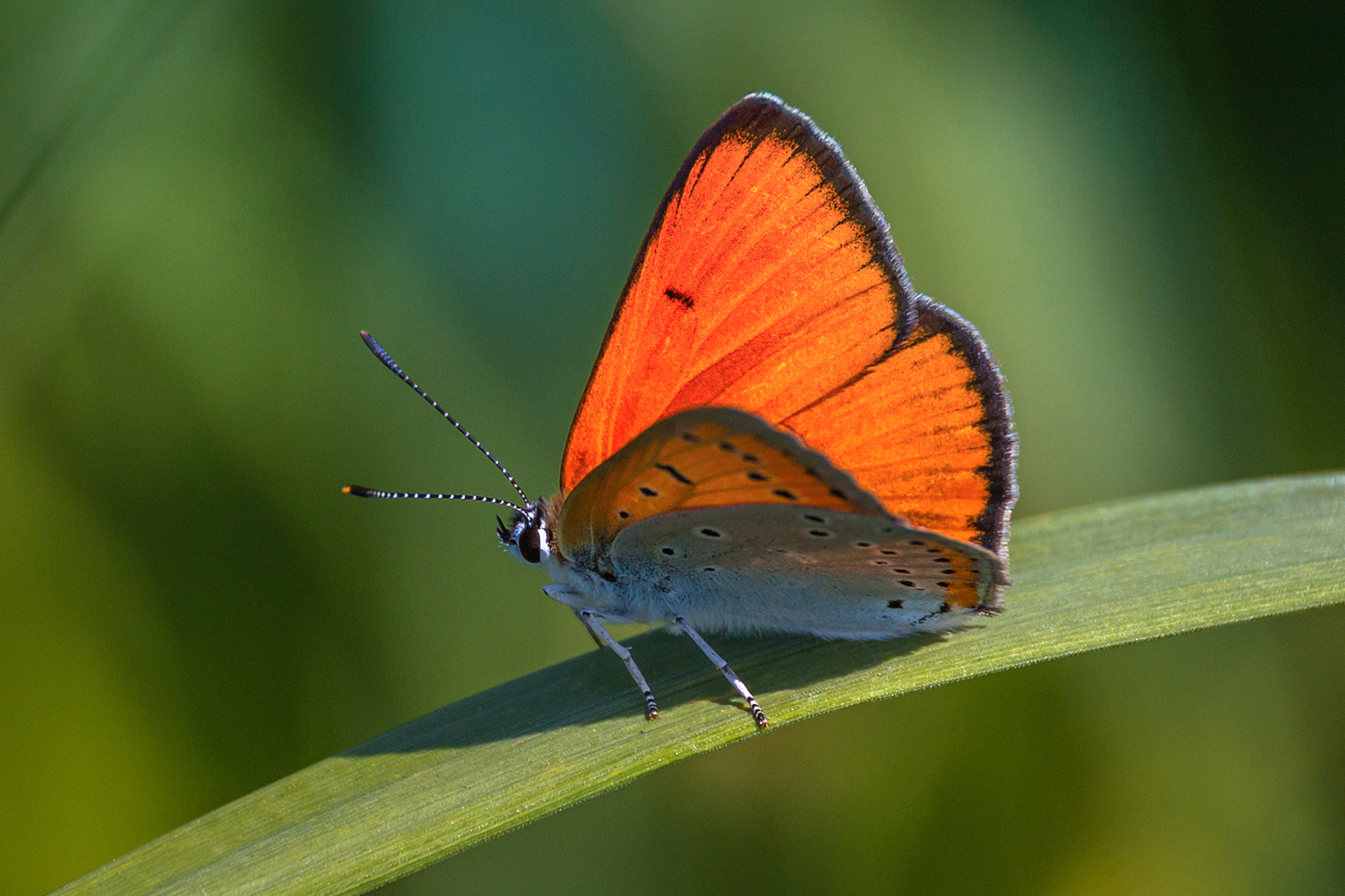 , Алексеев Сергей