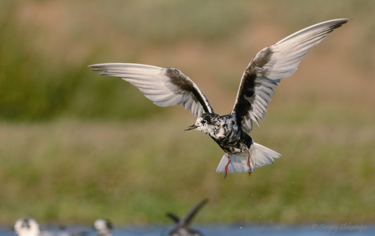 Белокрылая крачка, Сергей Шкарупо