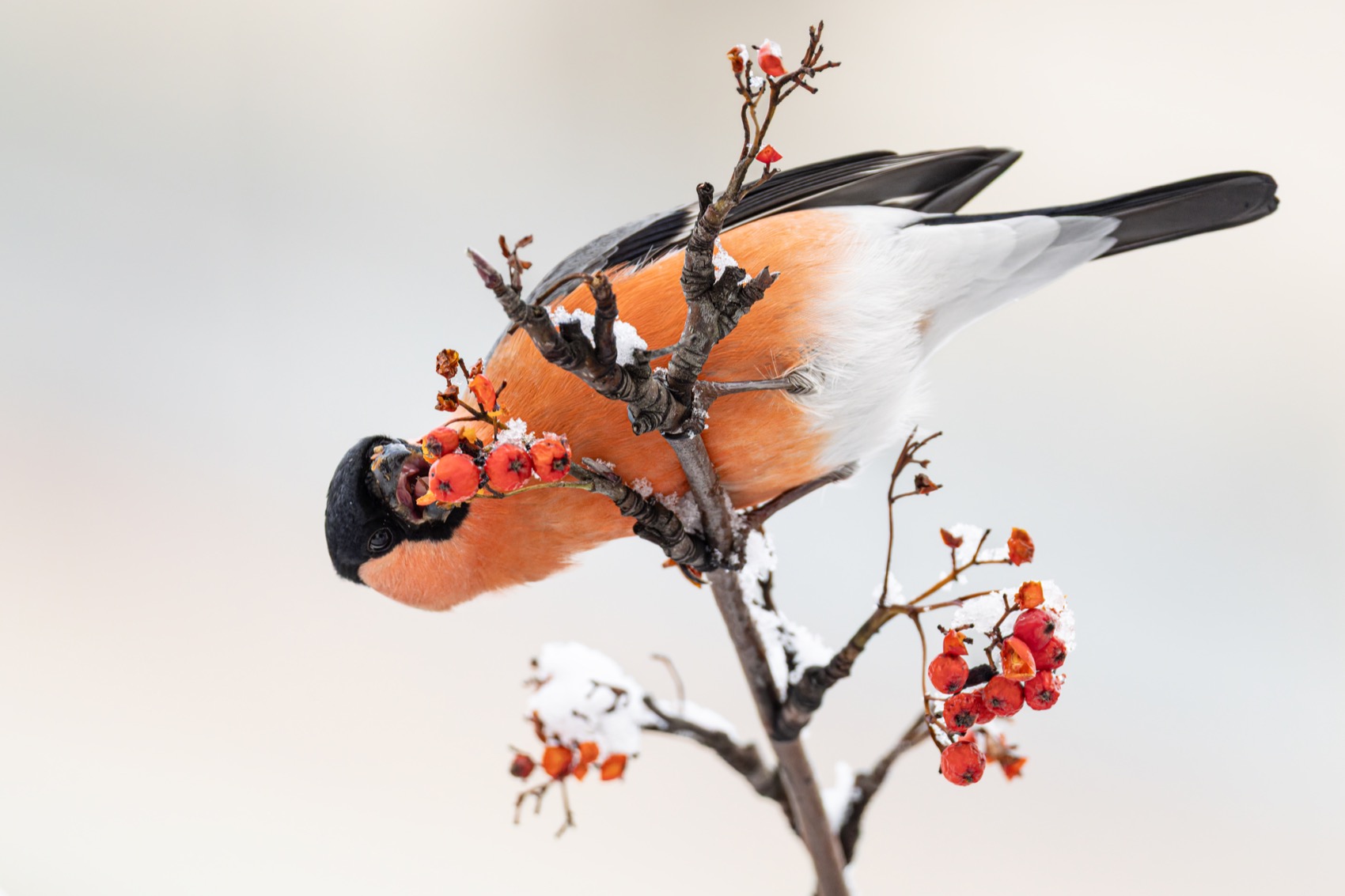 снегирь, рябина, птицы, Ruslan Pl