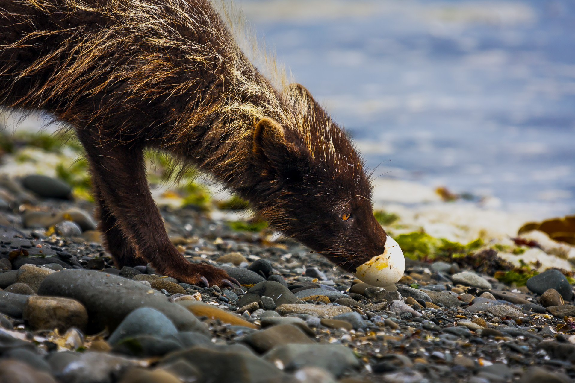 песец, беринговский песец, голубой песец, яичная скорлупа, Уткин Дмитрий