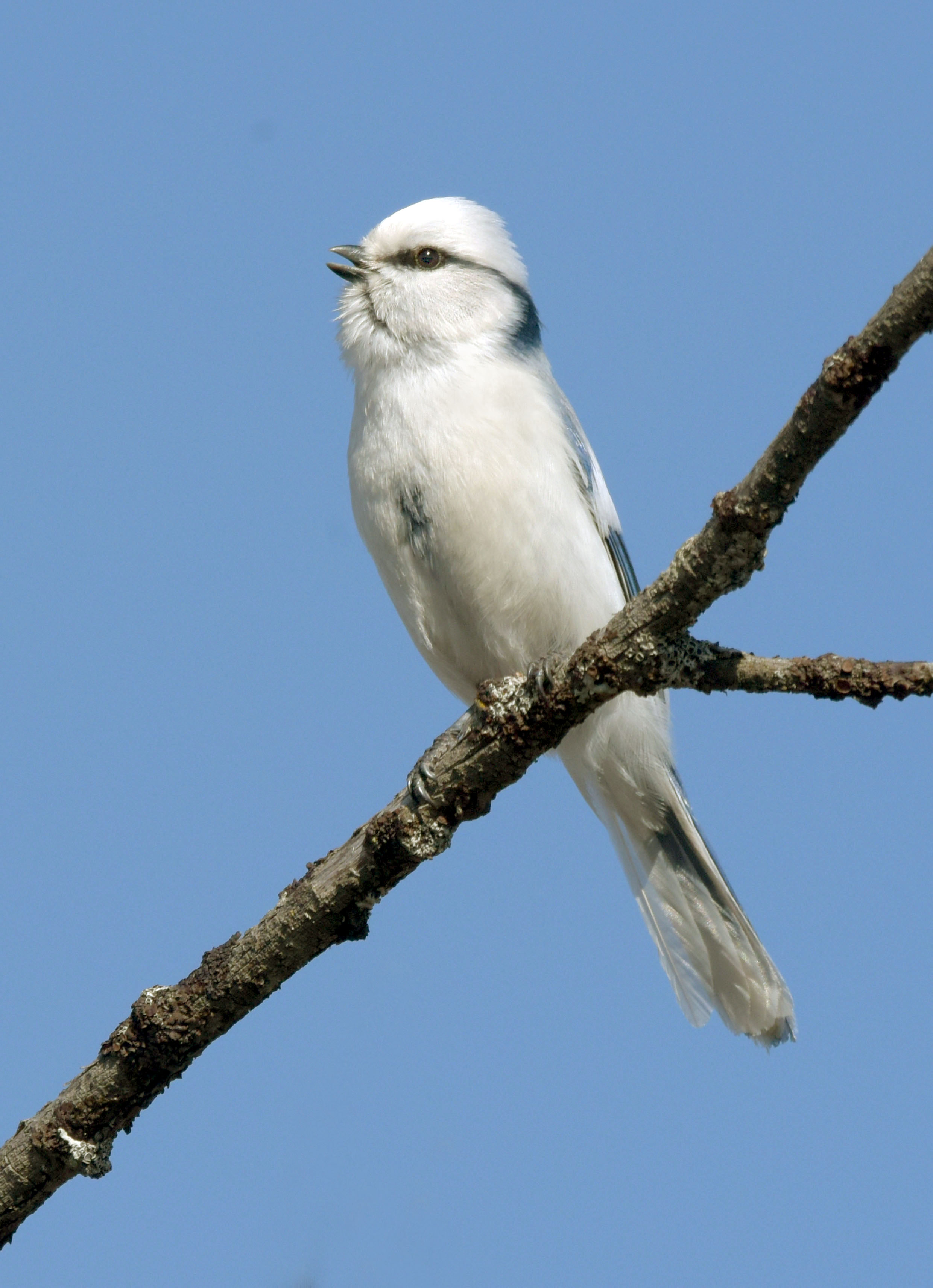 , Белоусов Михаил