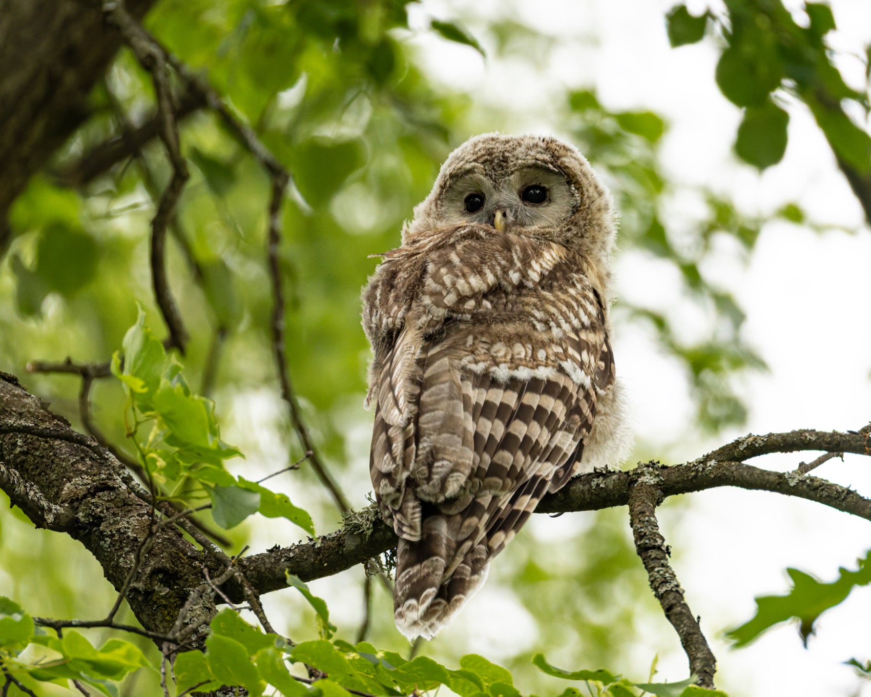 сова, совенок, уральская неясыть, птицы, неясыть, длиннохвостая неясыть, красная книга, Ruslan Pl