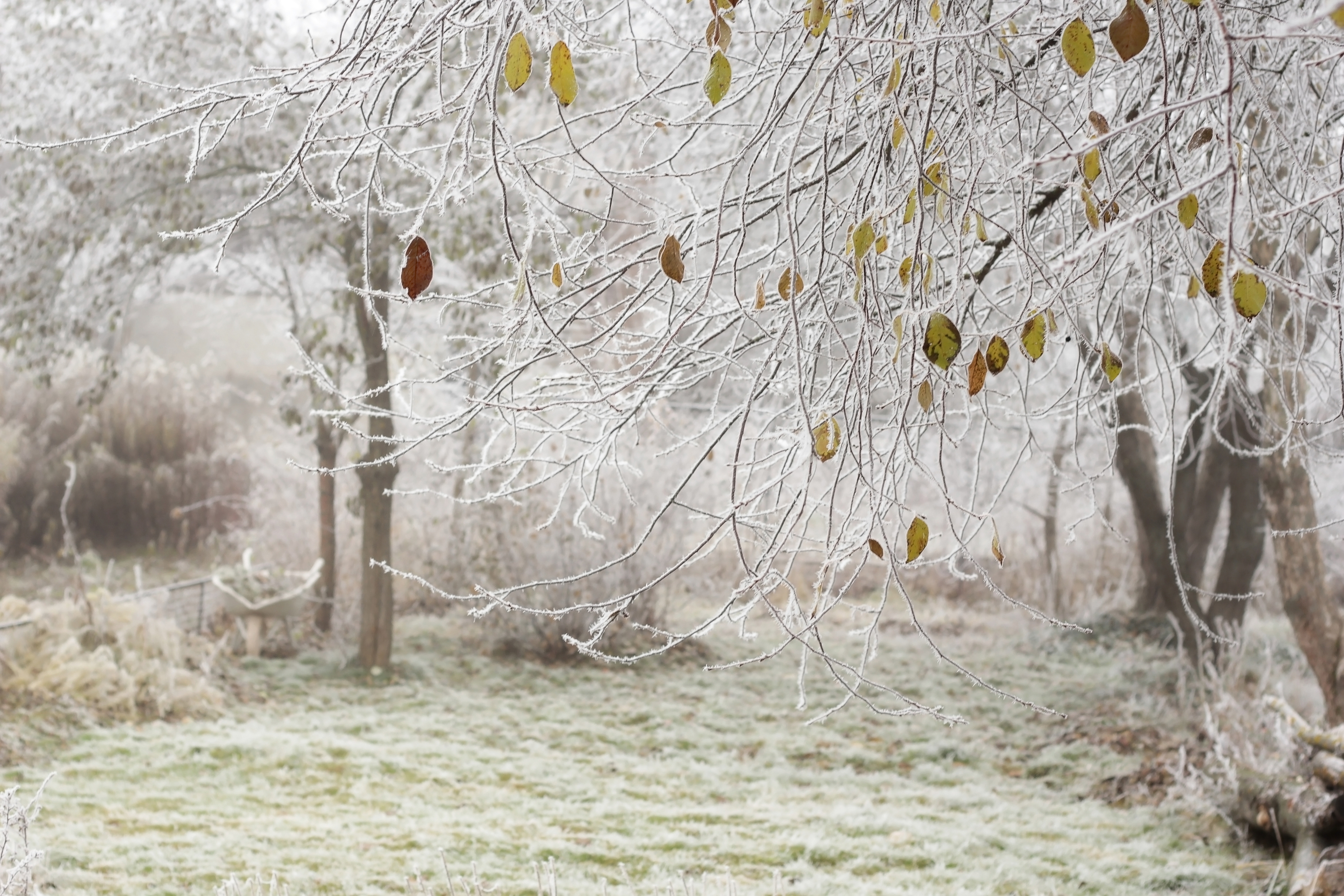 , Лайко Марина