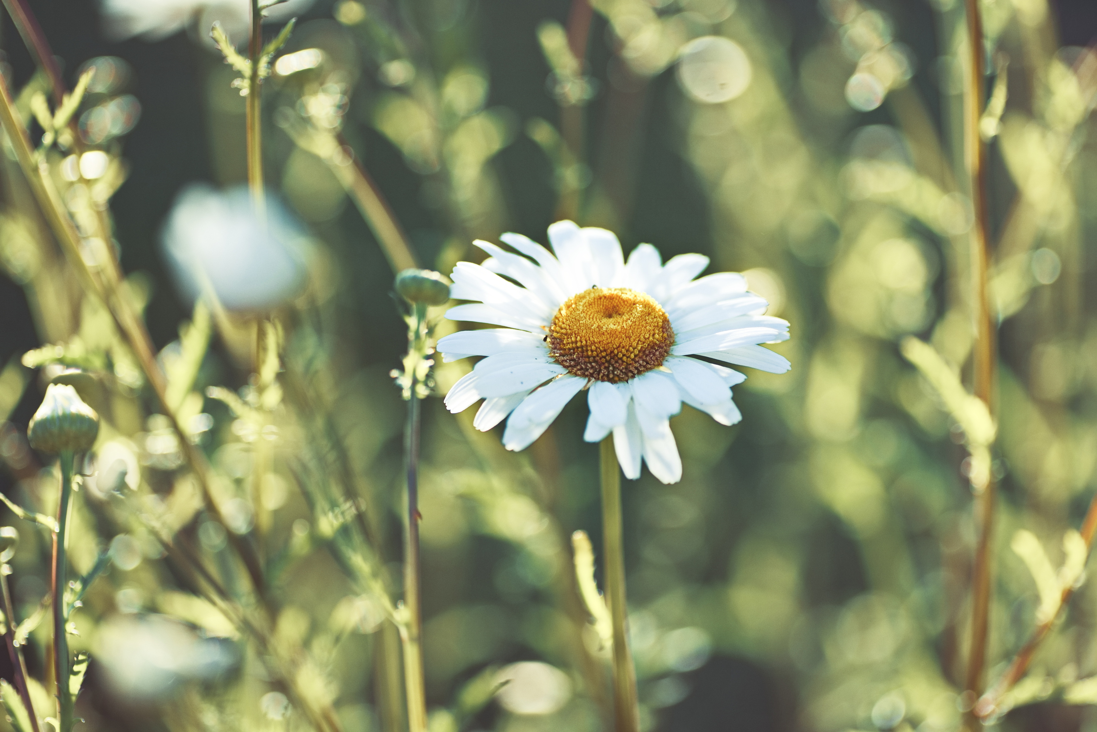 Ромашка, Liliya Tkachenko