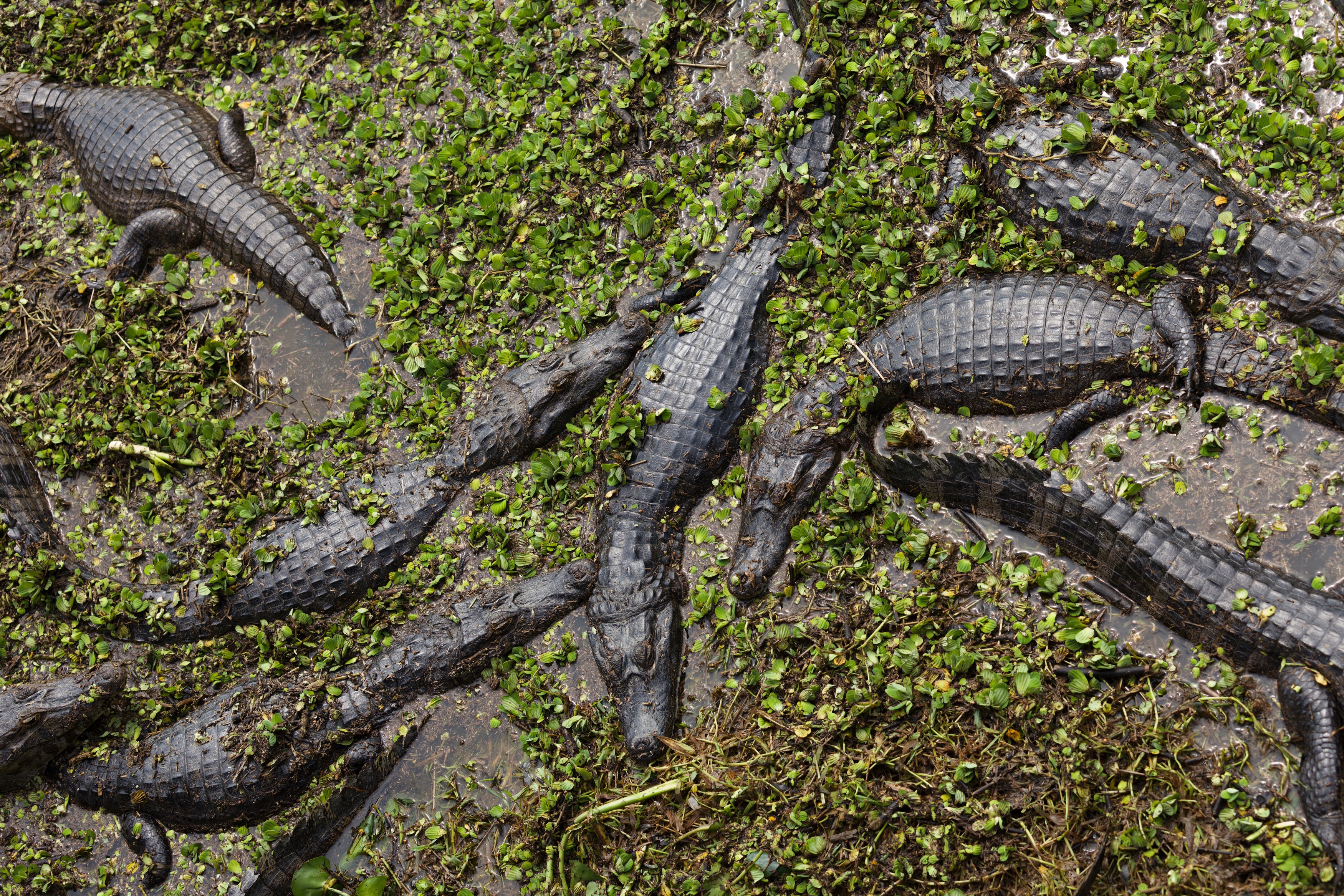 , Игорь Щербаков