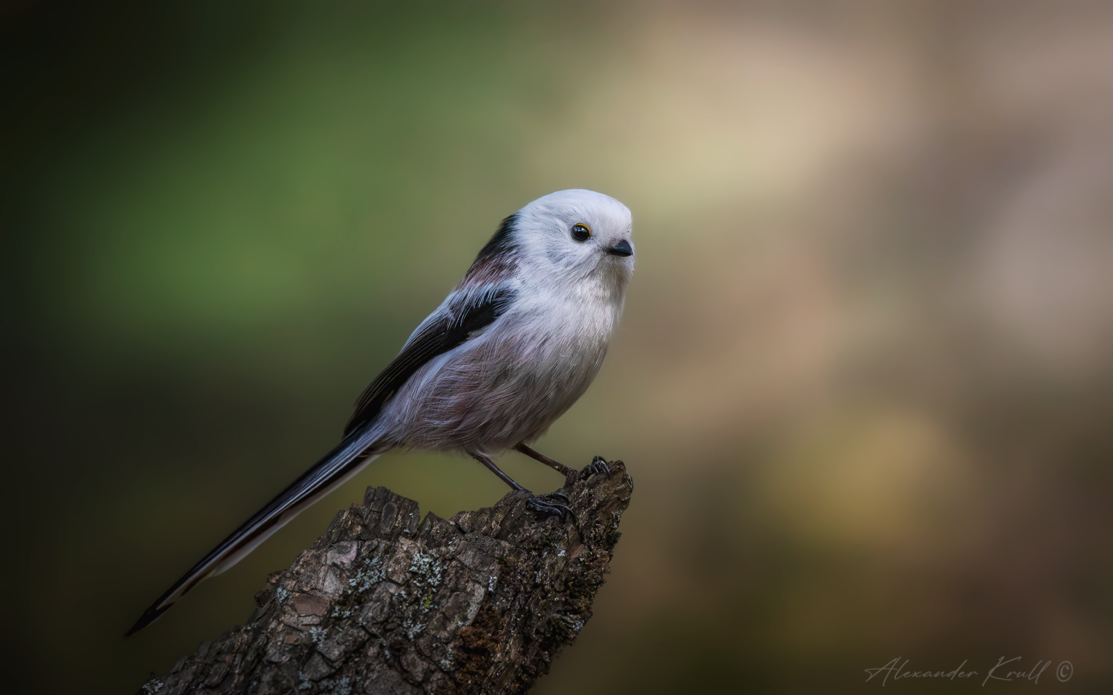 синица, длиннохвостая синица, ополовник, aegithalos caudatus caudatus, Круль Александр
