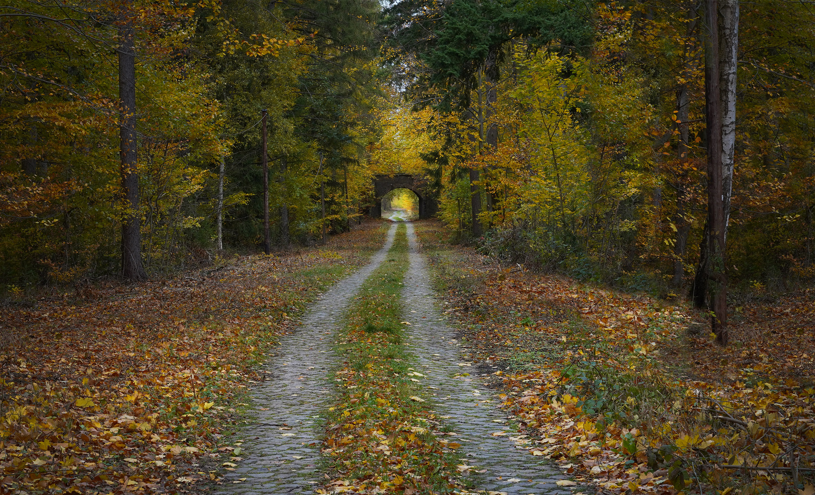 , Игорь Дубровский