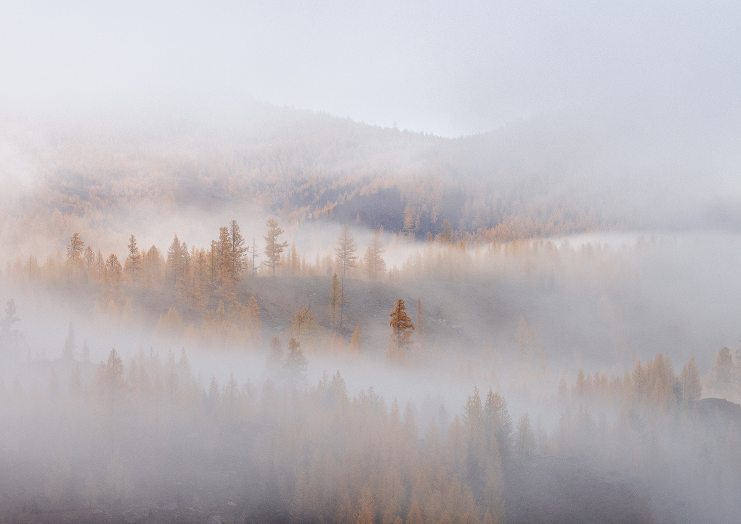 алтай, утро, туман, деревья, лственницы, Сергей Буторин