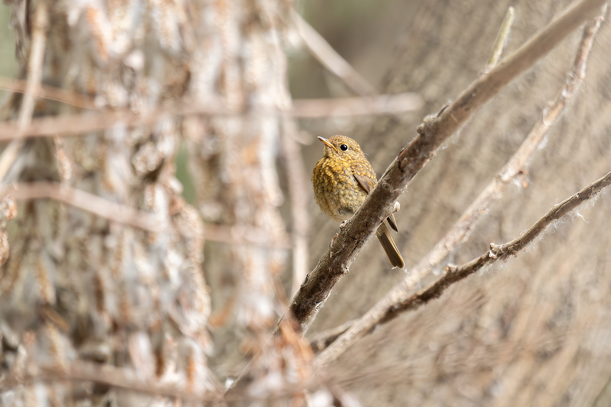 , Ангелов Андрей