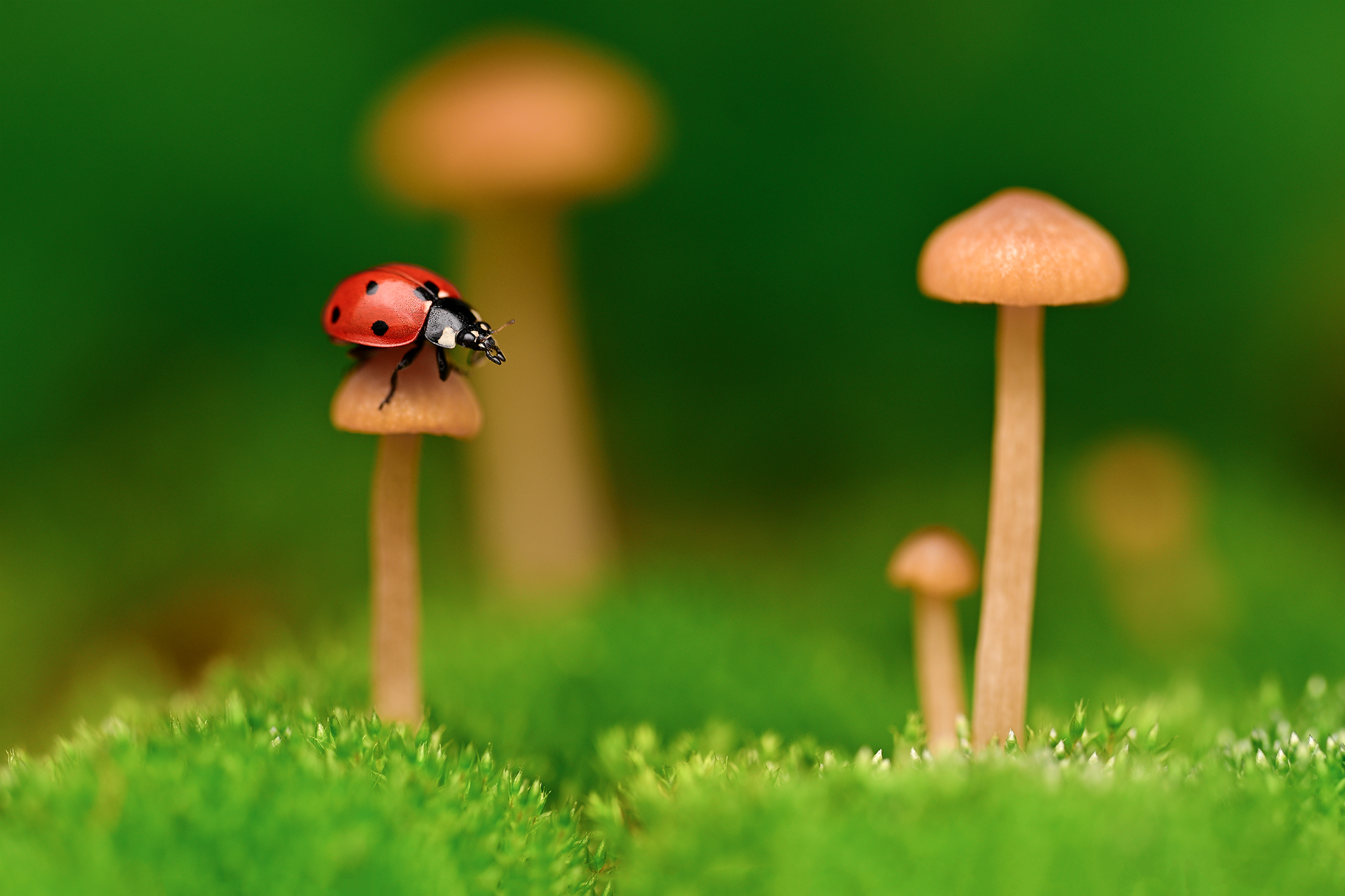 ceclii, macro, Tsvetan Ganev