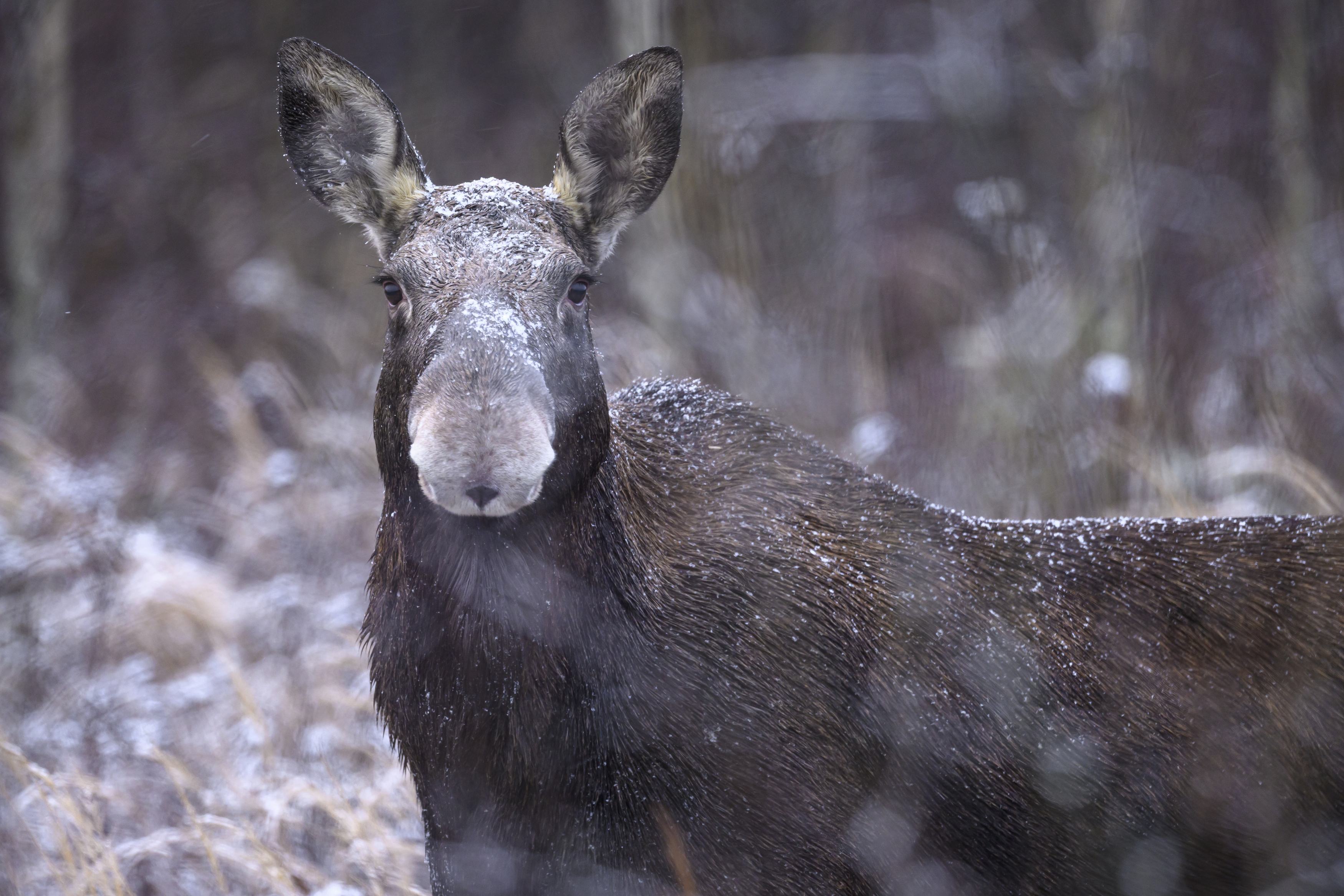 , Пупонин Сергей