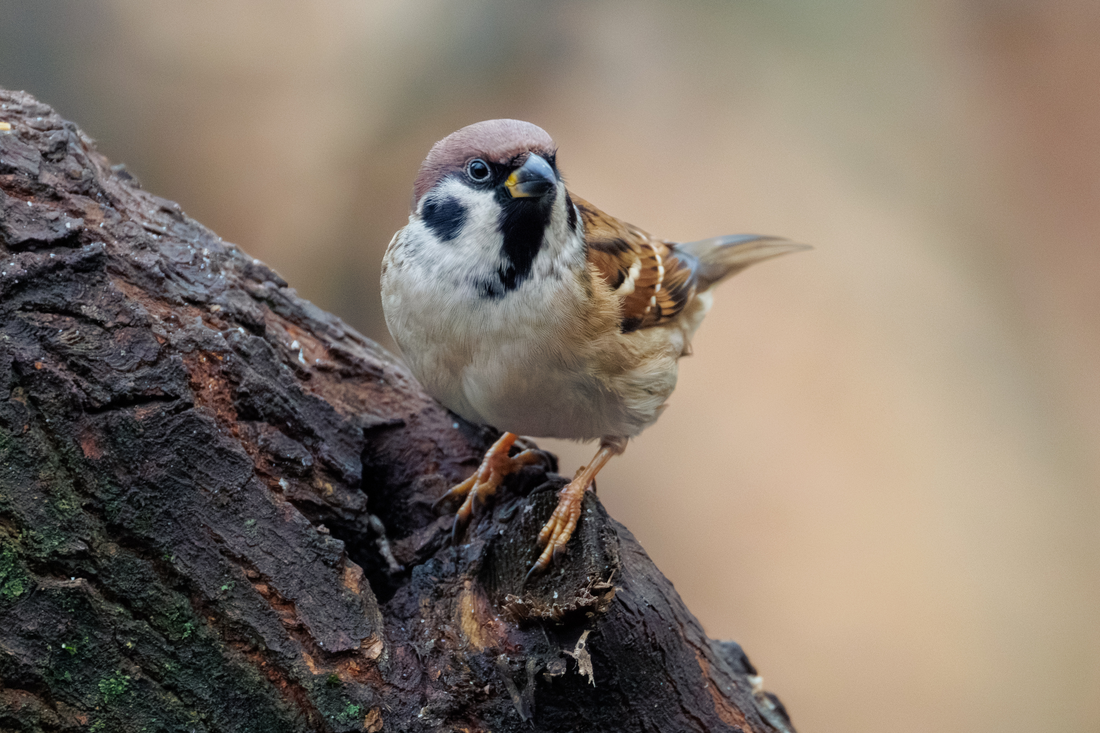 , ssmirs Сергей