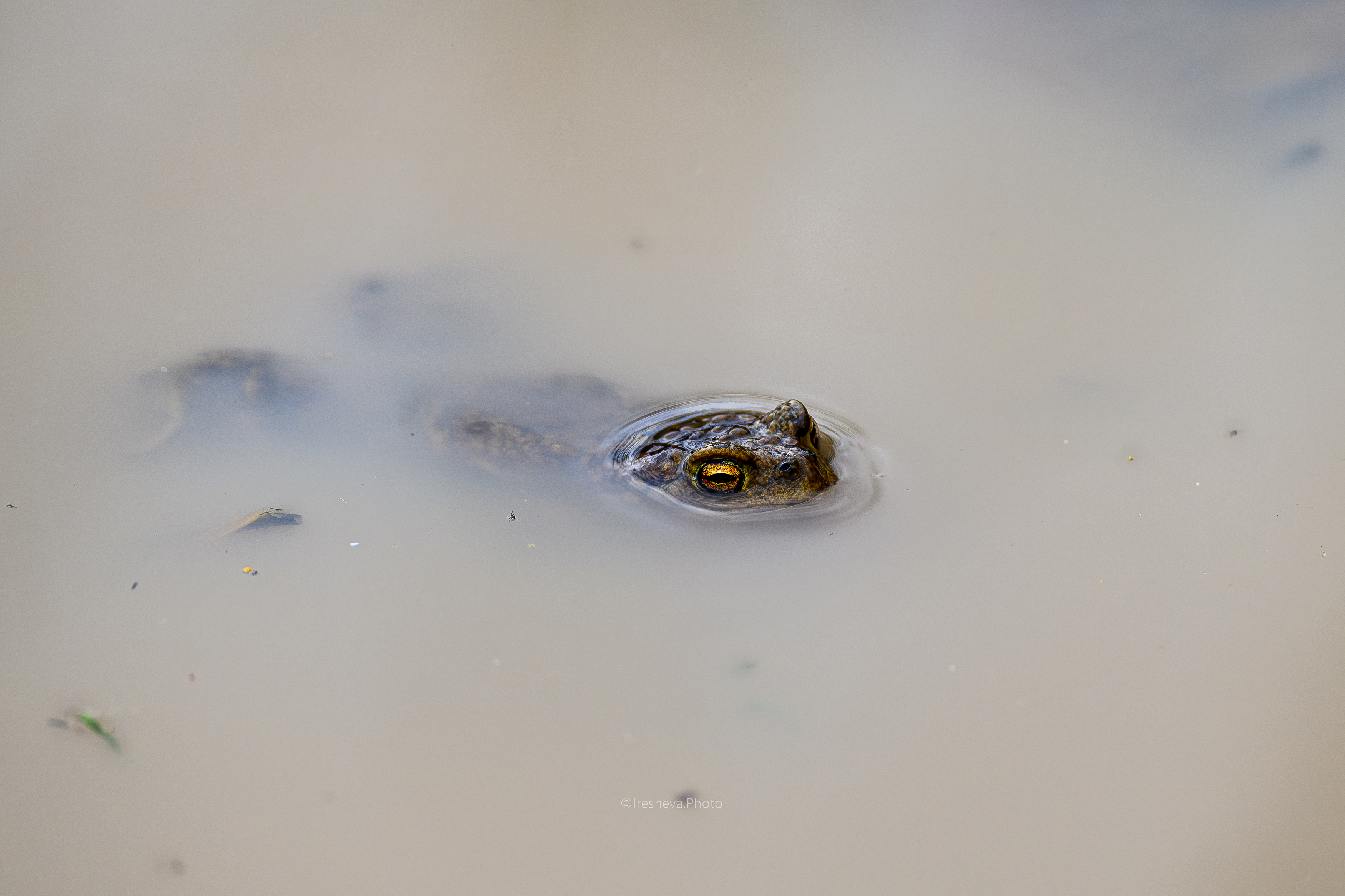 жаба, Ирешева Мария