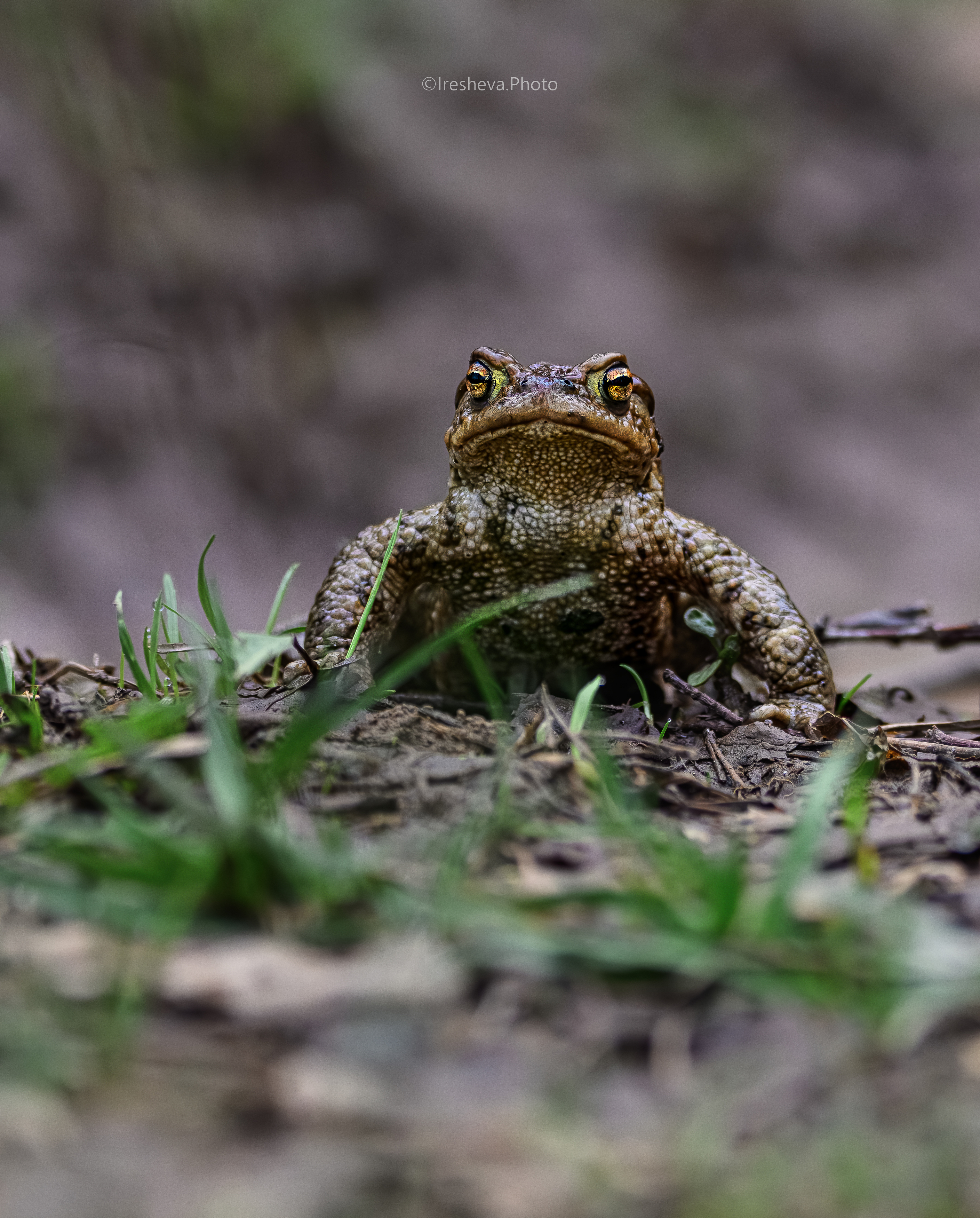 жаба, Ирешева Мария