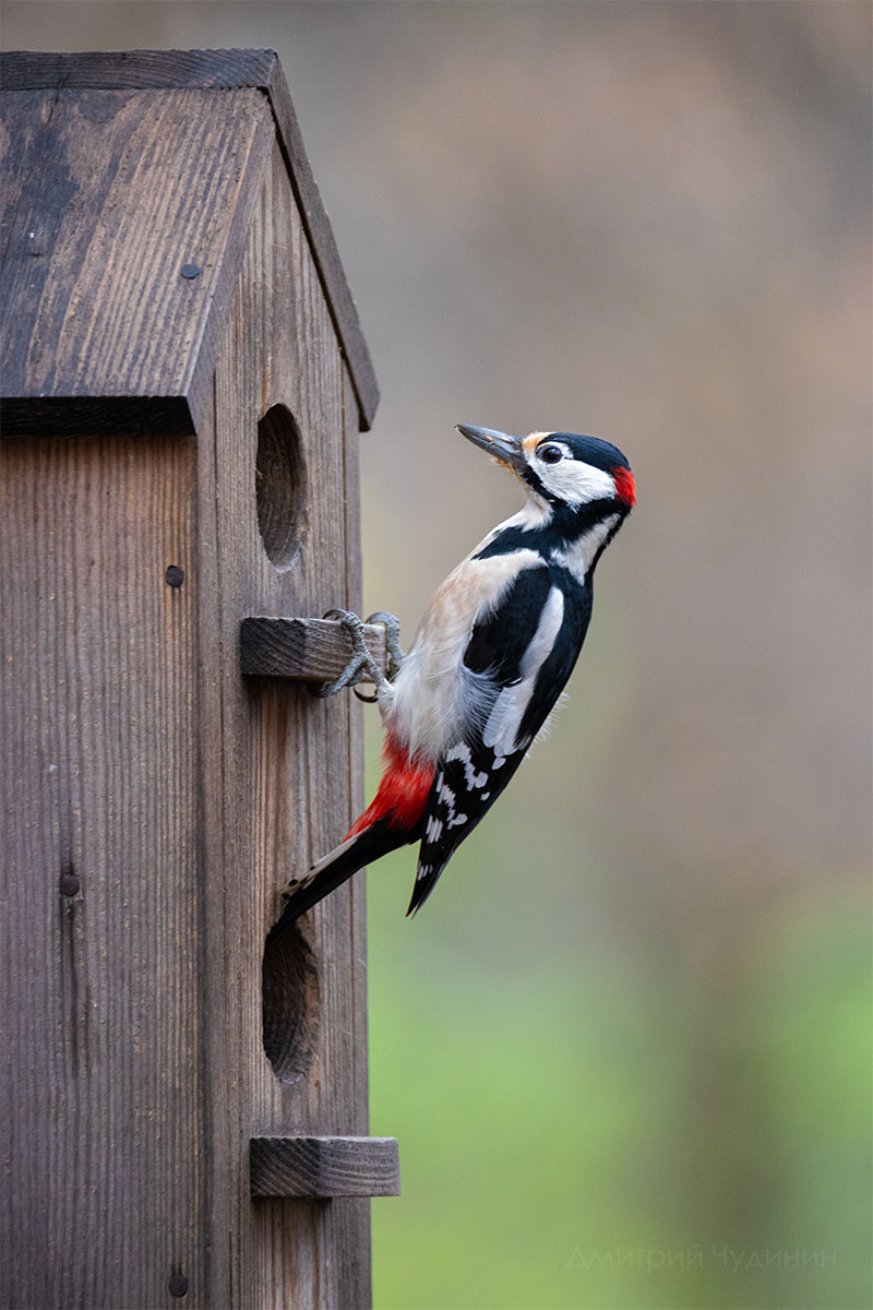 , Чудинин Дмитрий
