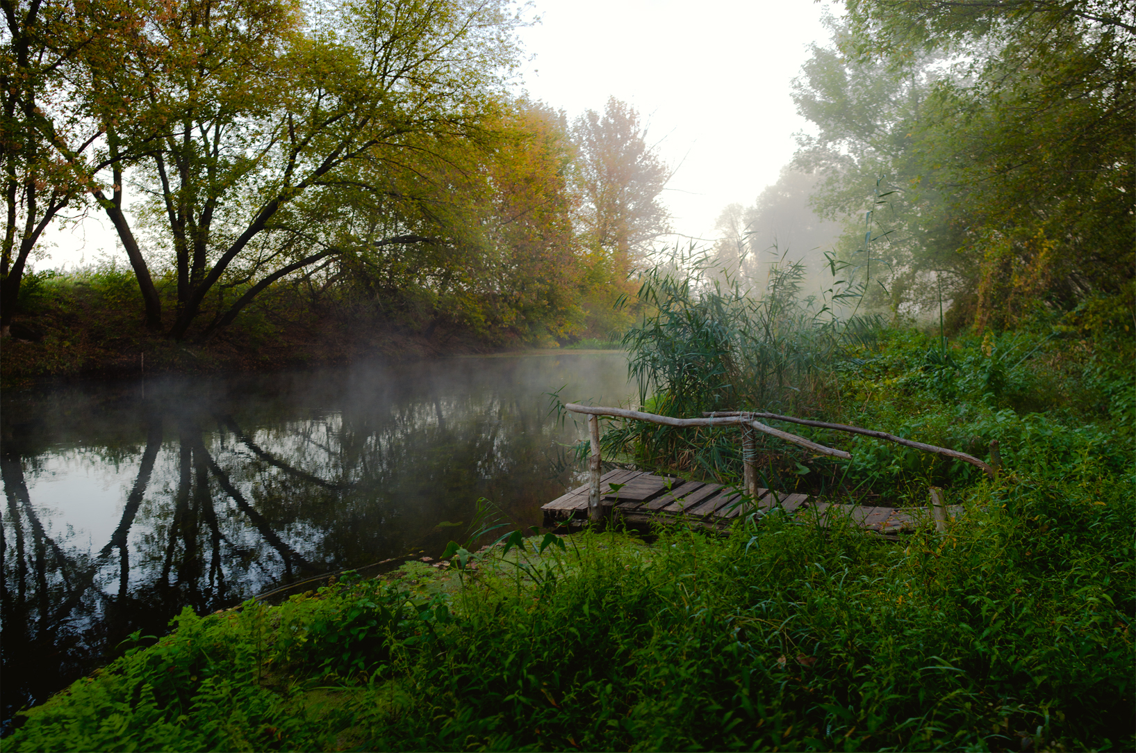 тихая сосна, дивногорье, лиски, утро, Рукин Иван