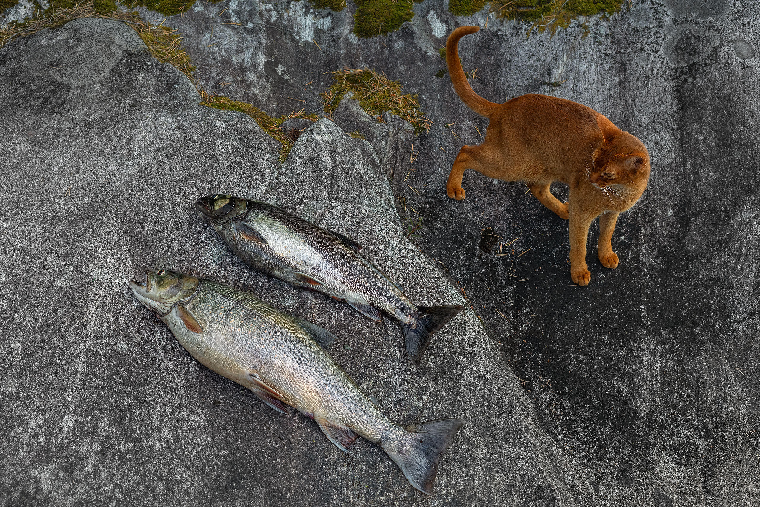 , Елена Михайлова