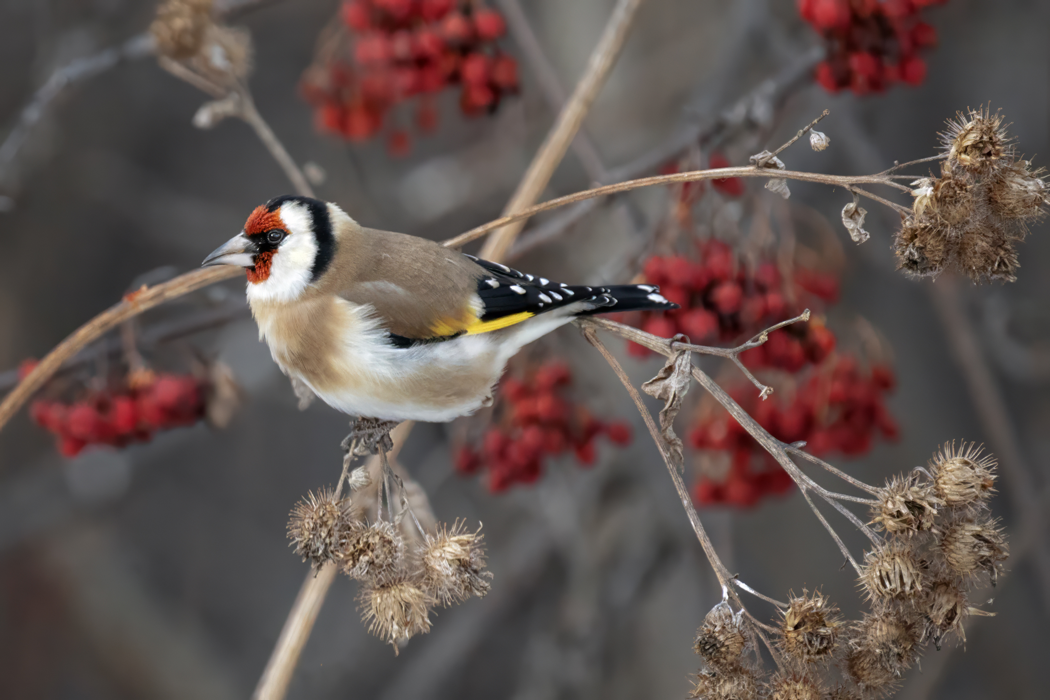 щегол, птицы, рябина, Abdalova Tatiana
