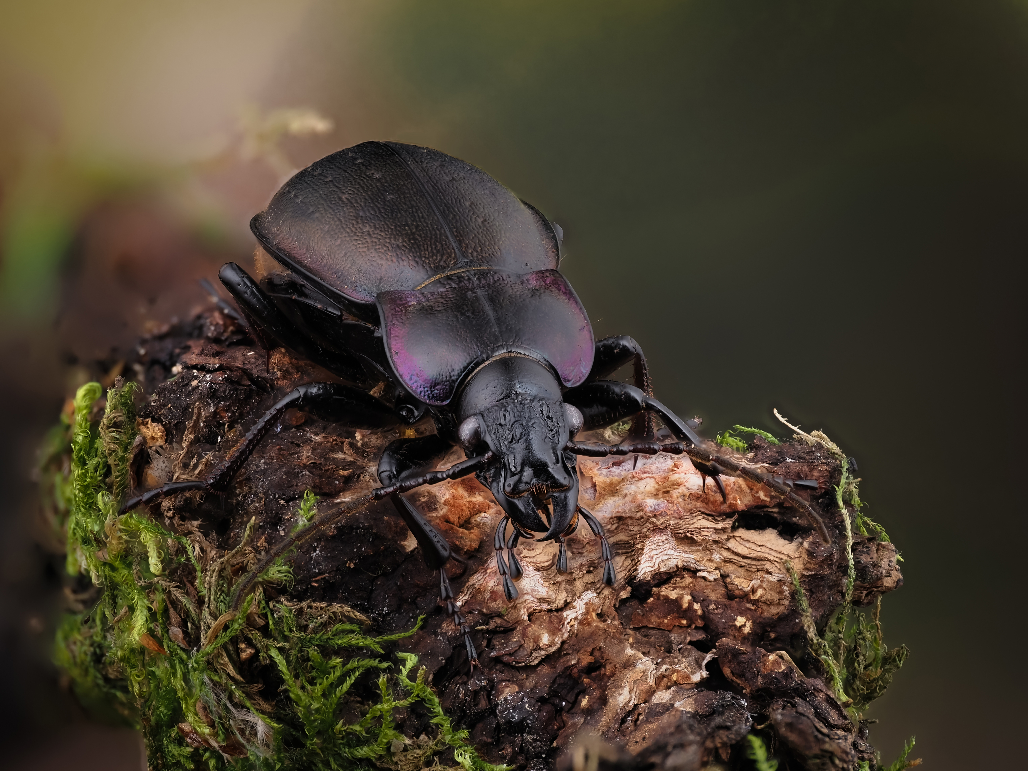 , Олег Савицкий