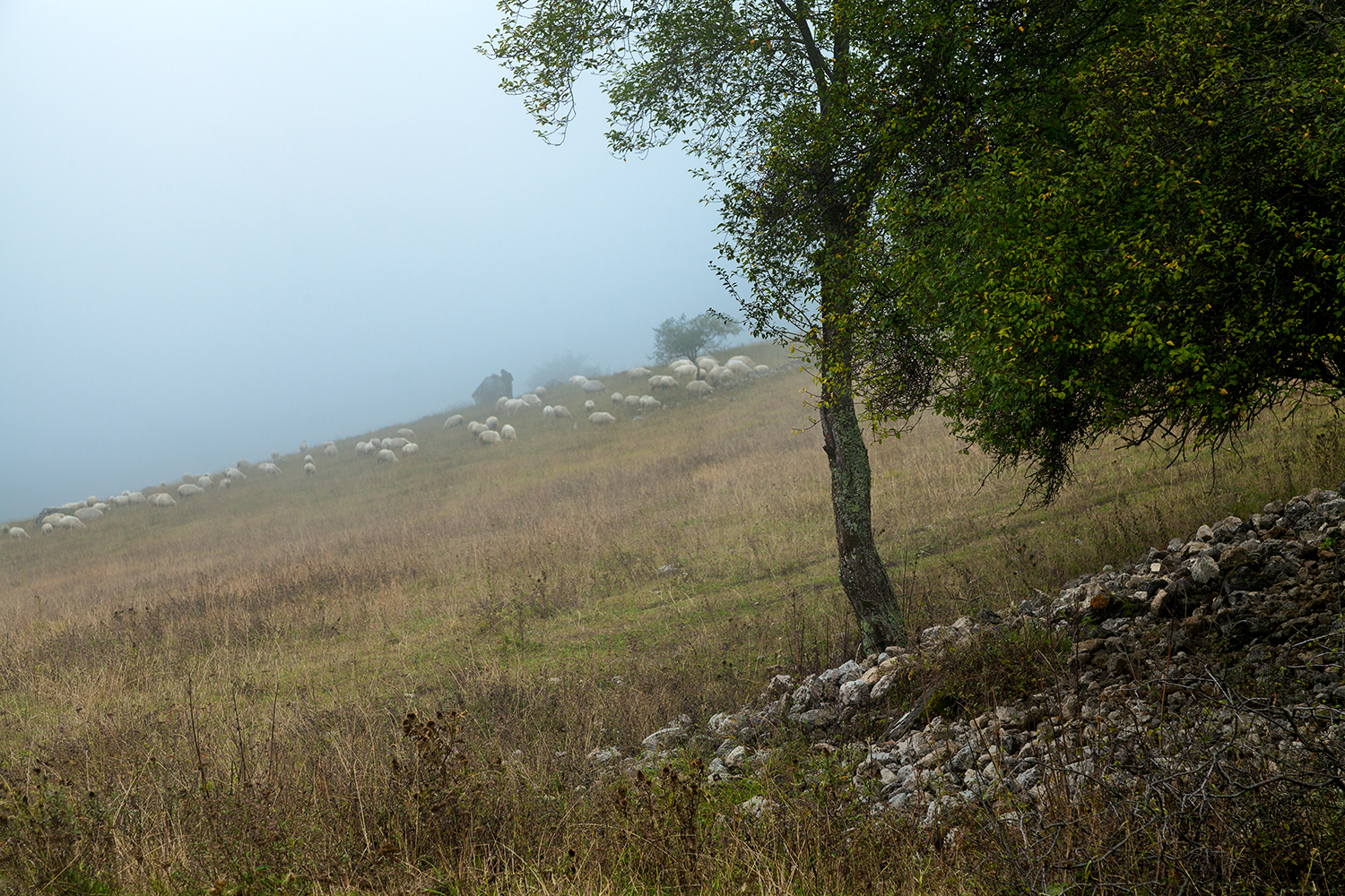 пейзаж, ингушетия, овцы, Медведникова Мария