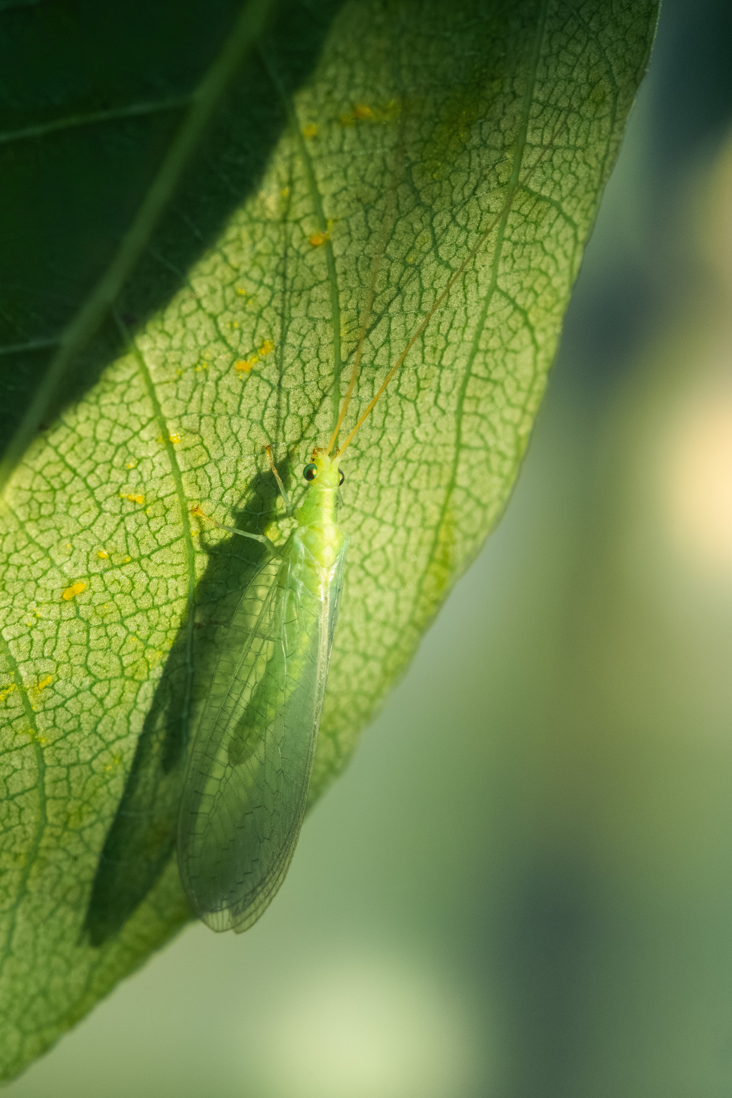 , Ольга Таланцева