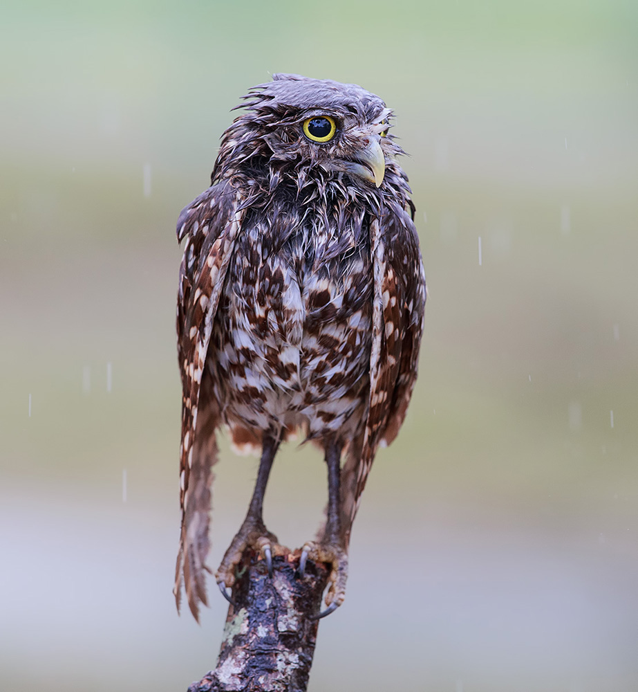 owl, burrowing owl,сыч, флорида,florida, хищные птицы, Etkind Elizabeth