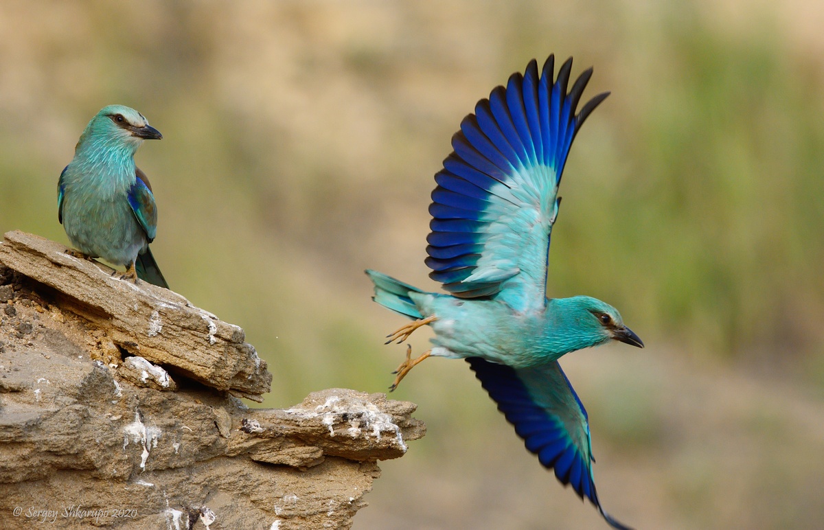 , Сергей Шкарупо