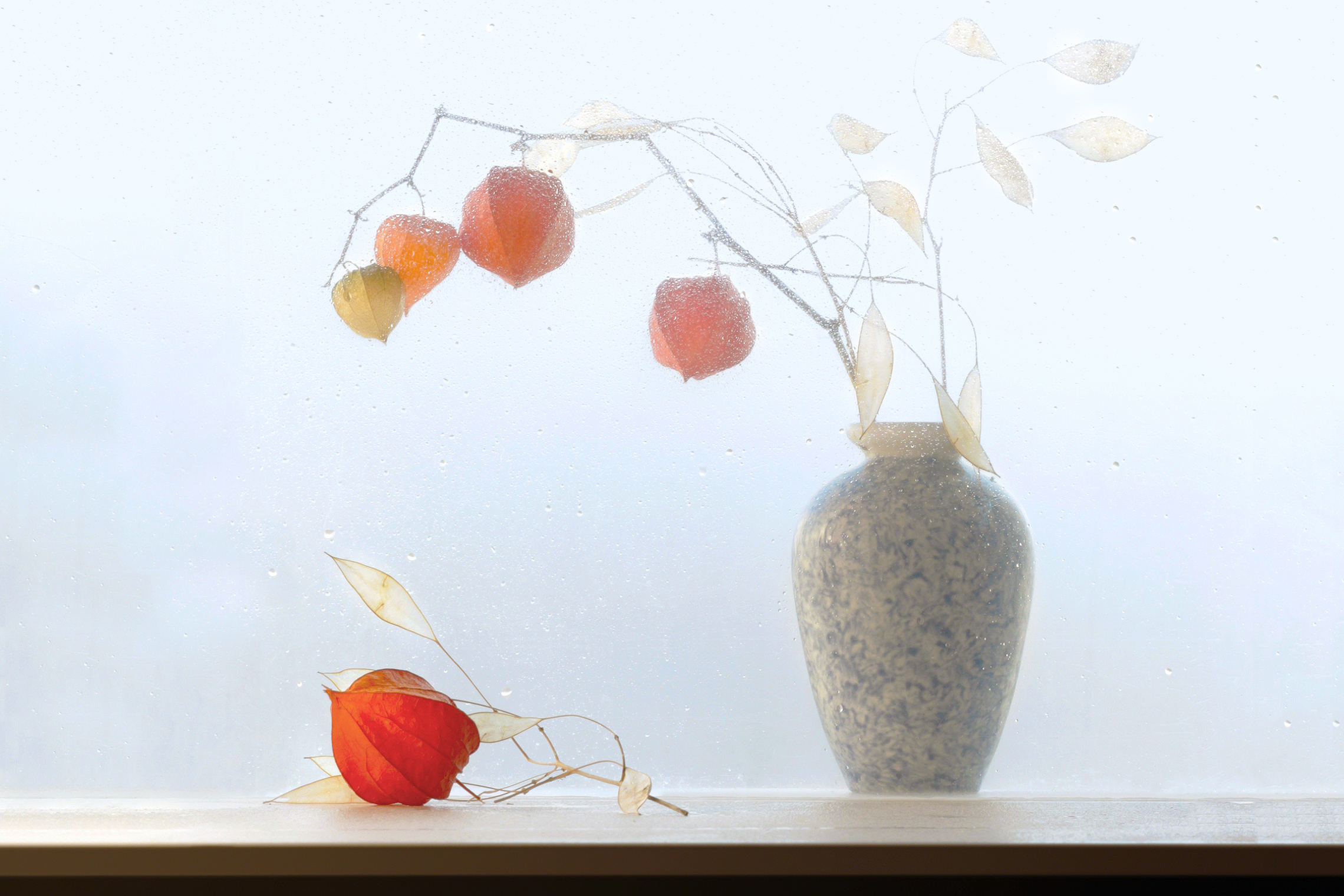 ноябрь физалис, Заболотская Ольга