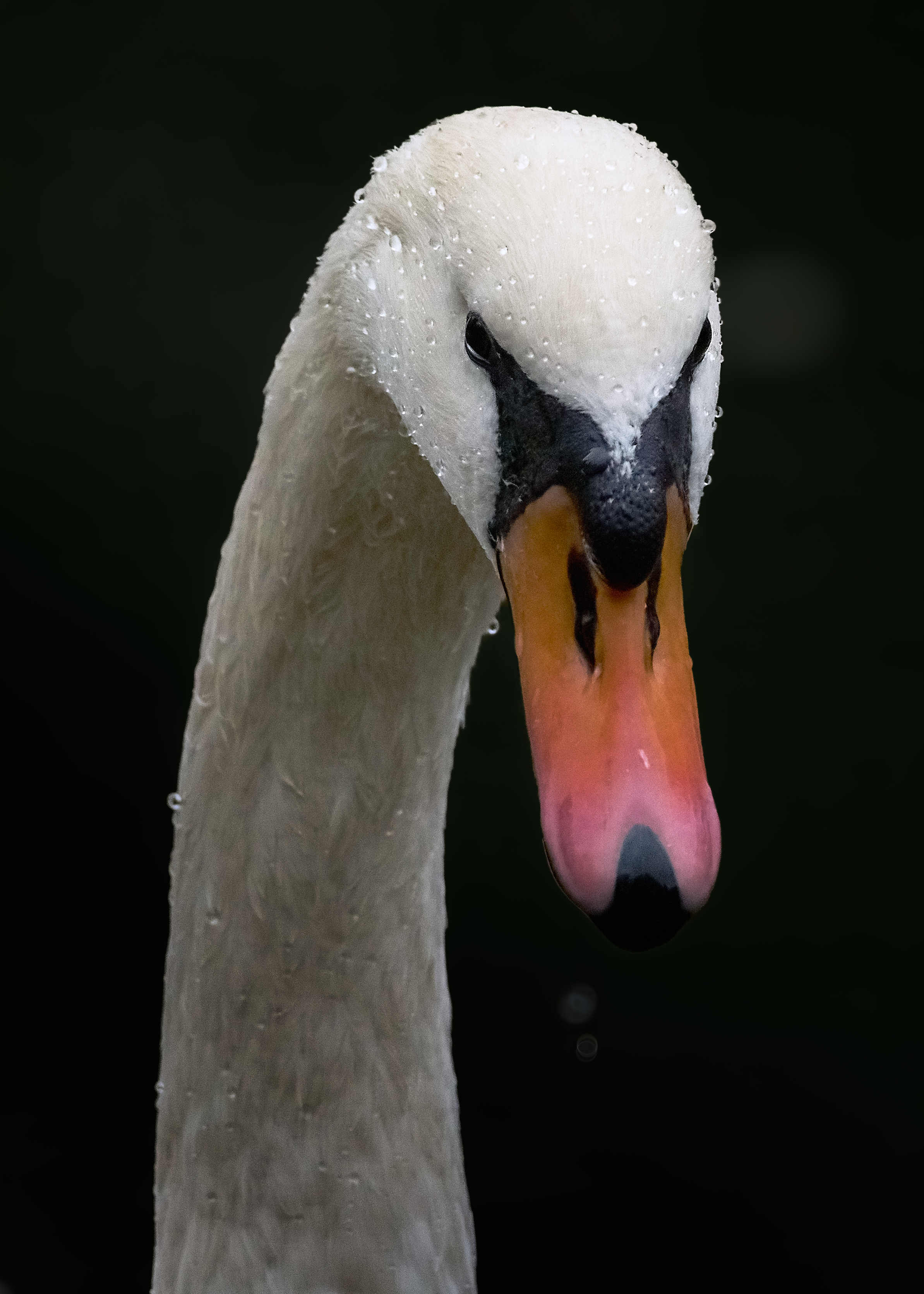 лебедь-шипун, mute swan, Cygnus olor, птица, дикая природа, swan, водоплавающие птицы, птицы России, birdwatching, nature, wildlife photography, close-up bird, Полина Шальнева