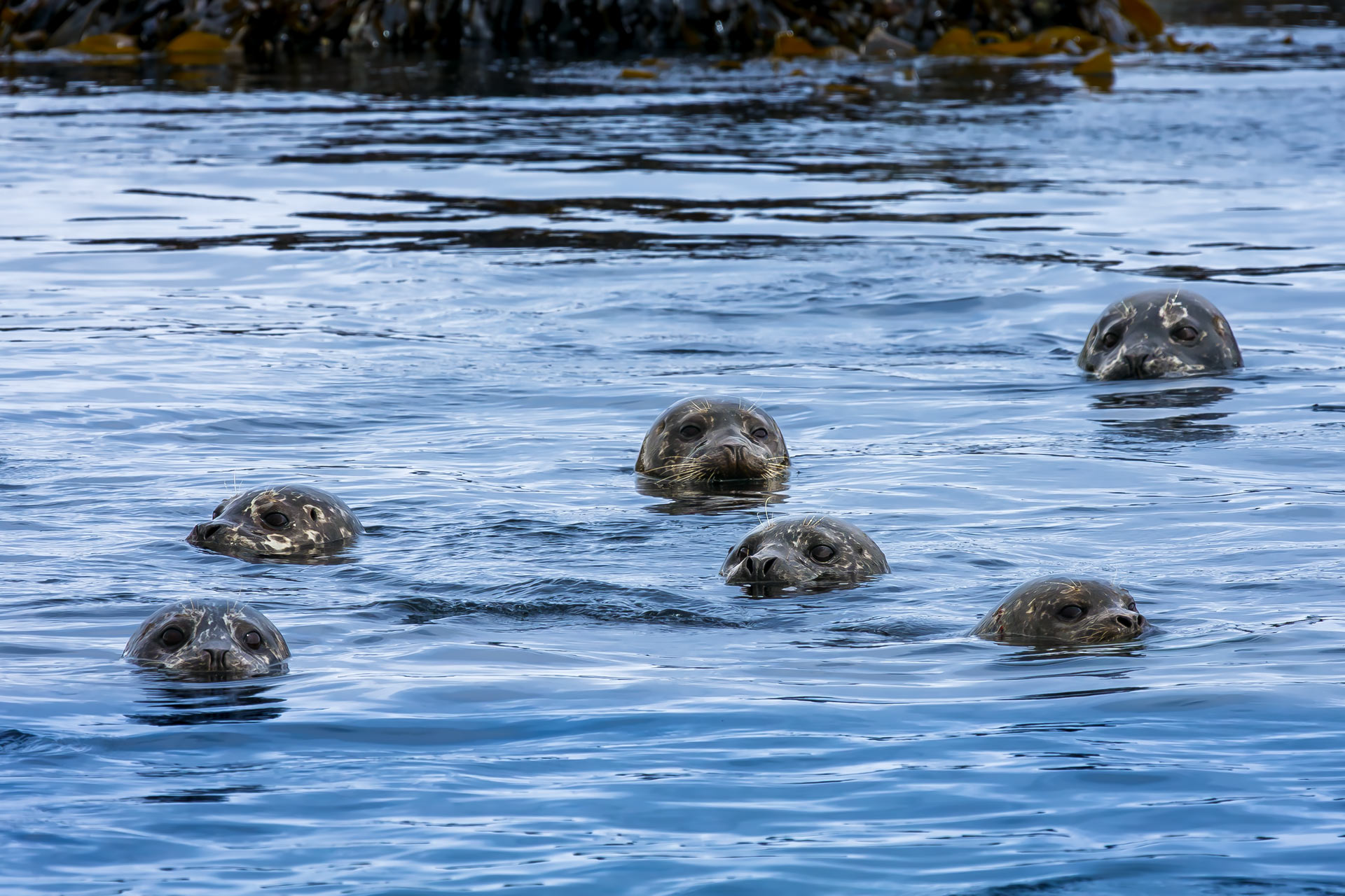 тюлени, морские млекопитающие, антуры, тюлень-цветок, остров топорков, командорские острова, Уткин Дмитрий