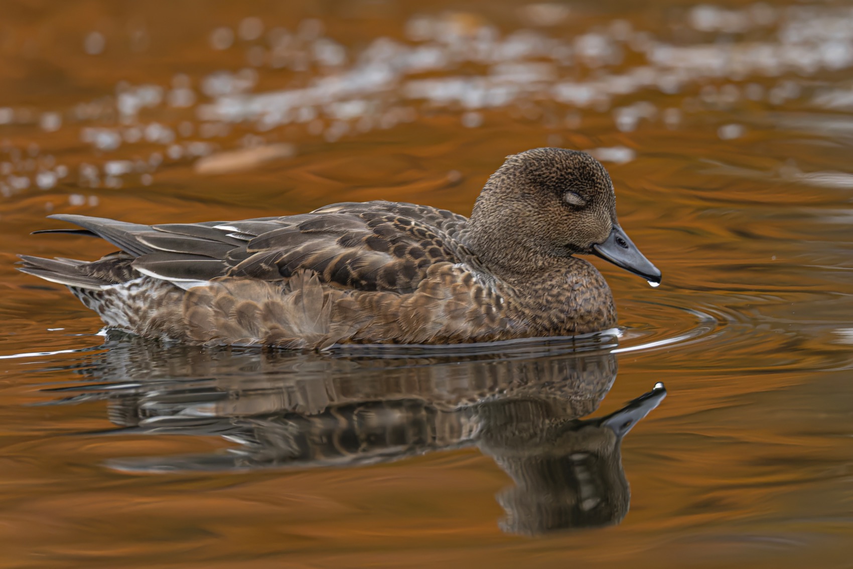 свиязь, утка, птицы, Ruslan Pl