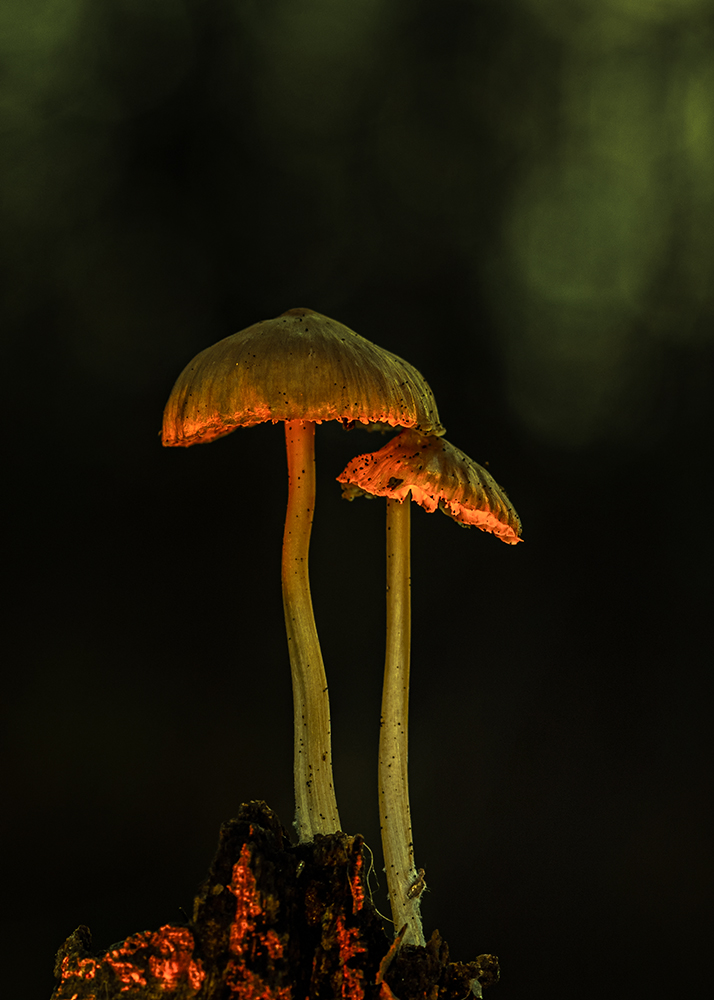 , Рябов Игорь