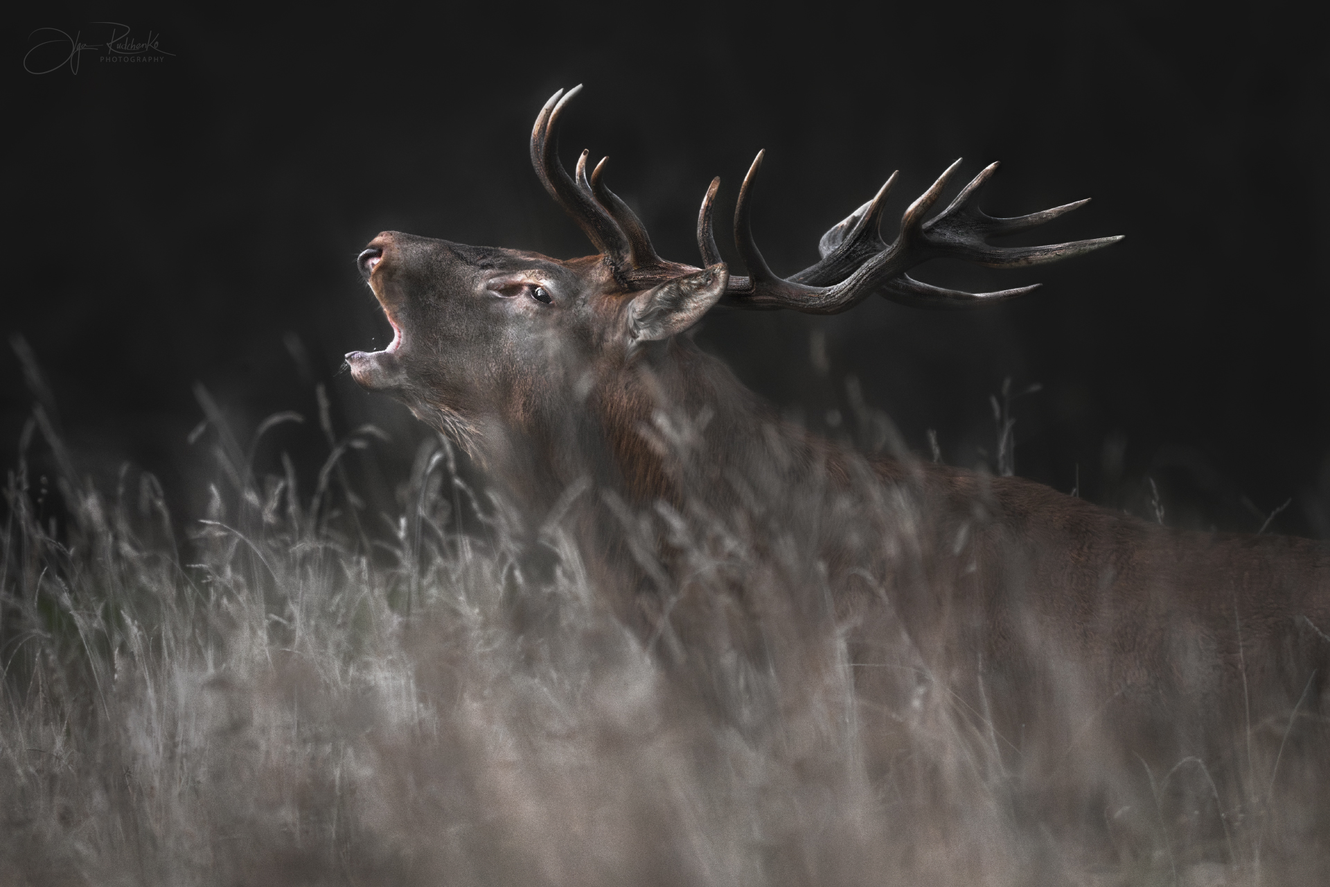 олень, беларусь, гон, deer, rut, осенний гон, красный бор, олени, осень, рассвет, red deer, беларусь, красный бор, Рудченко Ольга