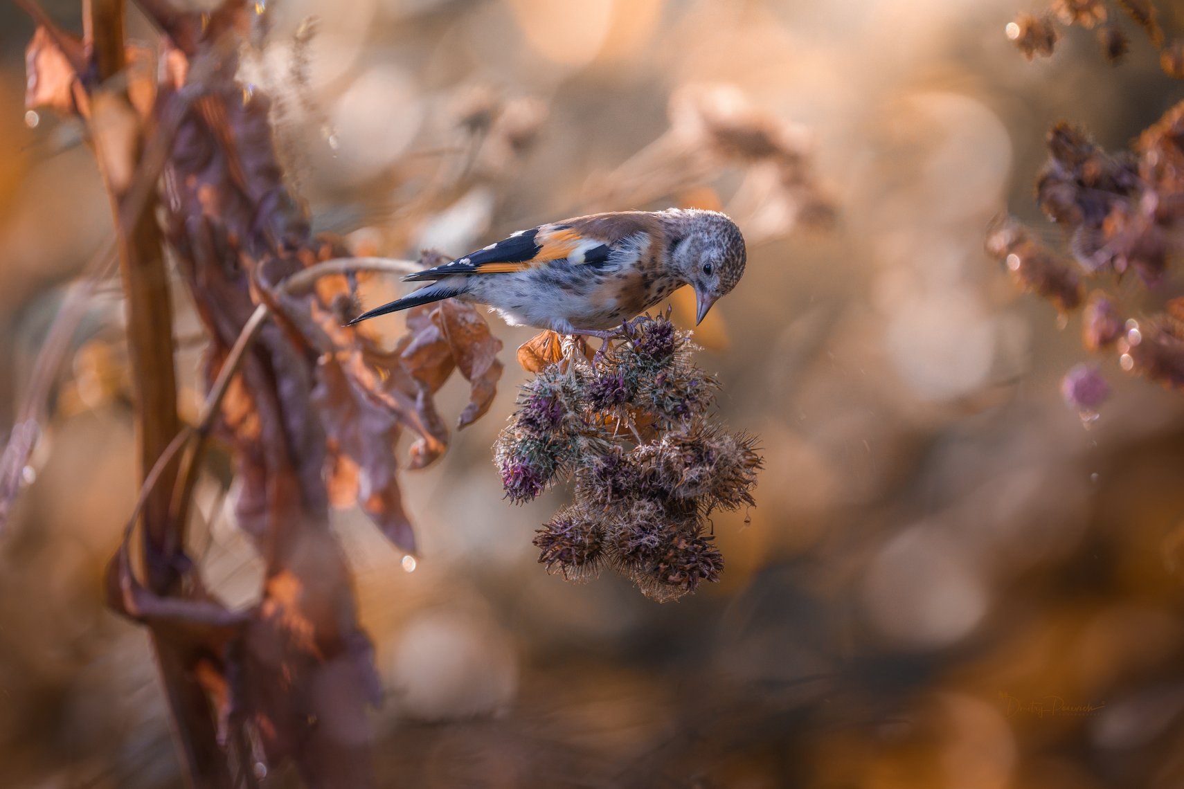 природа, лес, поля, огороды, животные, птицы, макро, Дмитрий Посевич