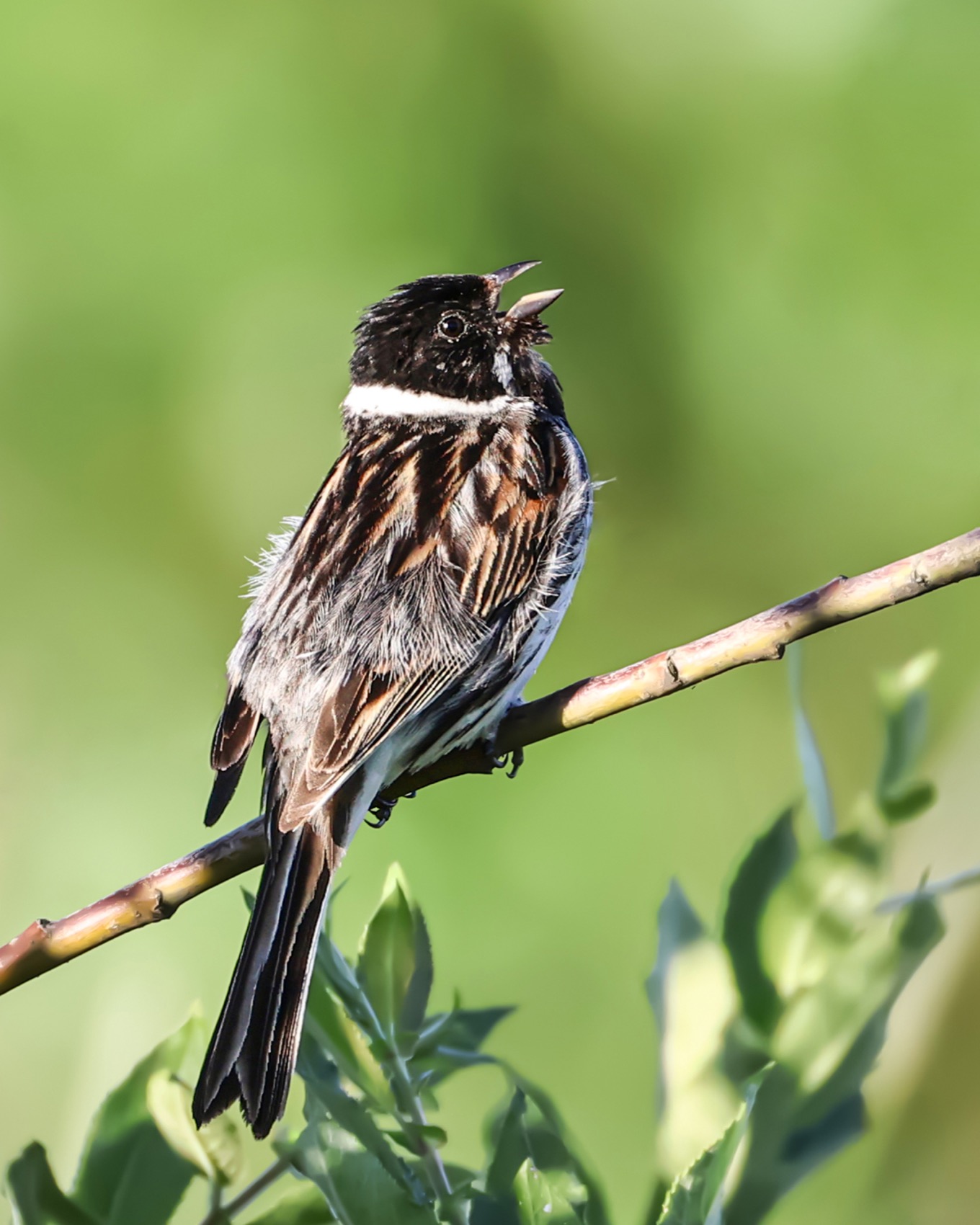 камышовая овсянка, тростниковая овсянка, камышник, овсянка, птицы, Ruslan Pl