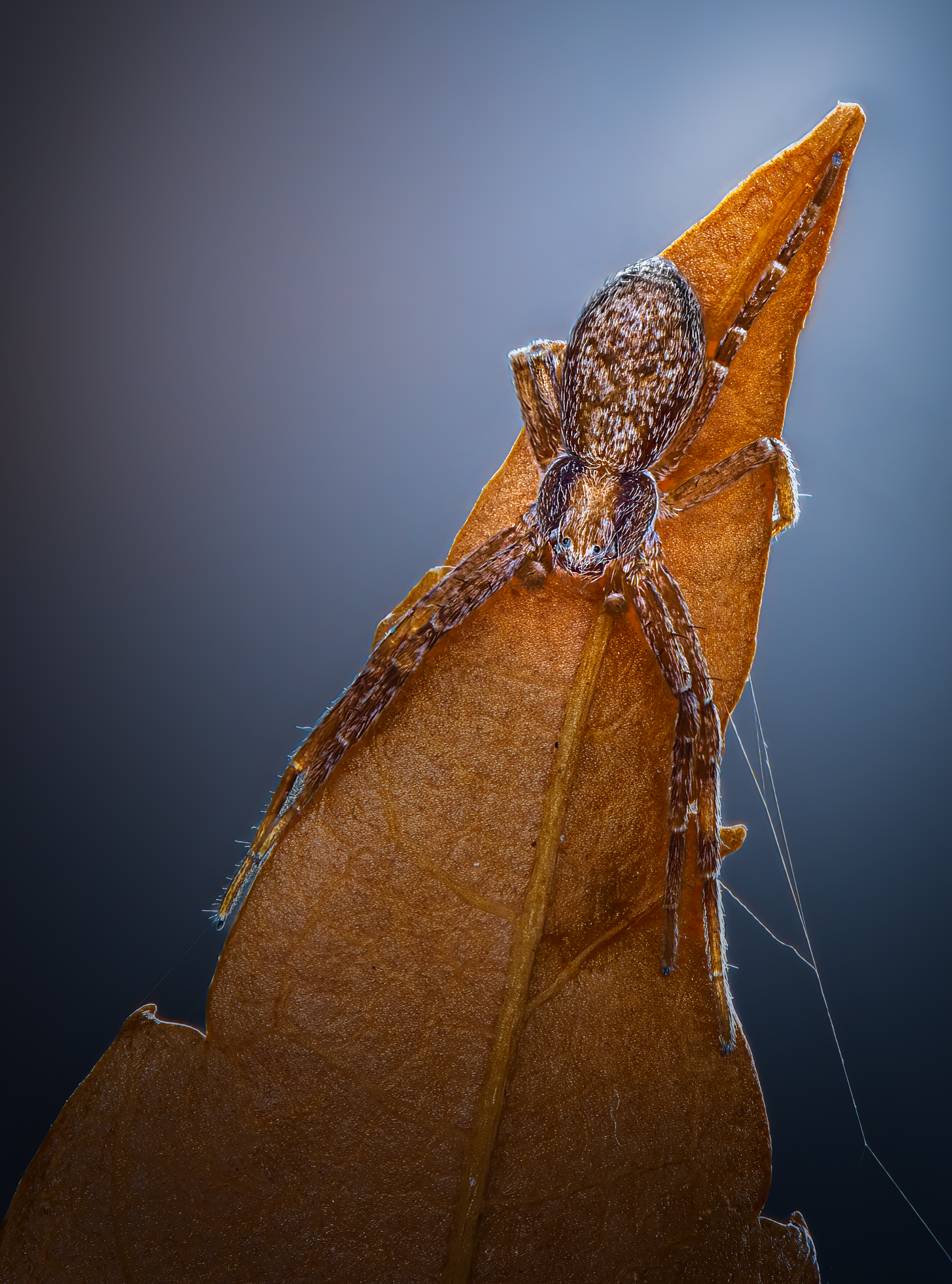 spider, animal, wild, insect, arachnid, leaf, macro,, Atul Saluja