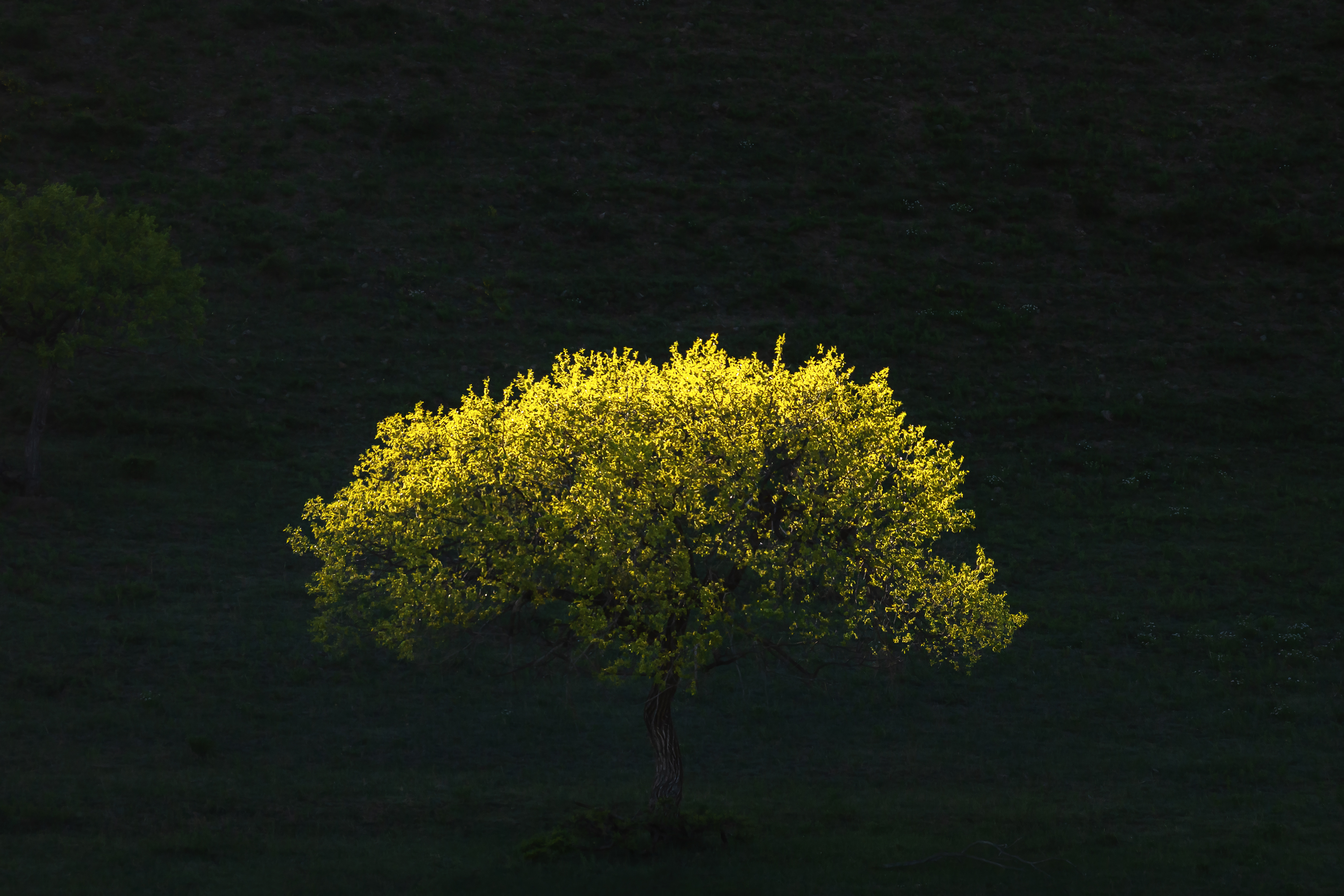 забайкальский край, забайкалье, тень, свет, светотень, дерево, одинокое дерево, Zakharov Armen