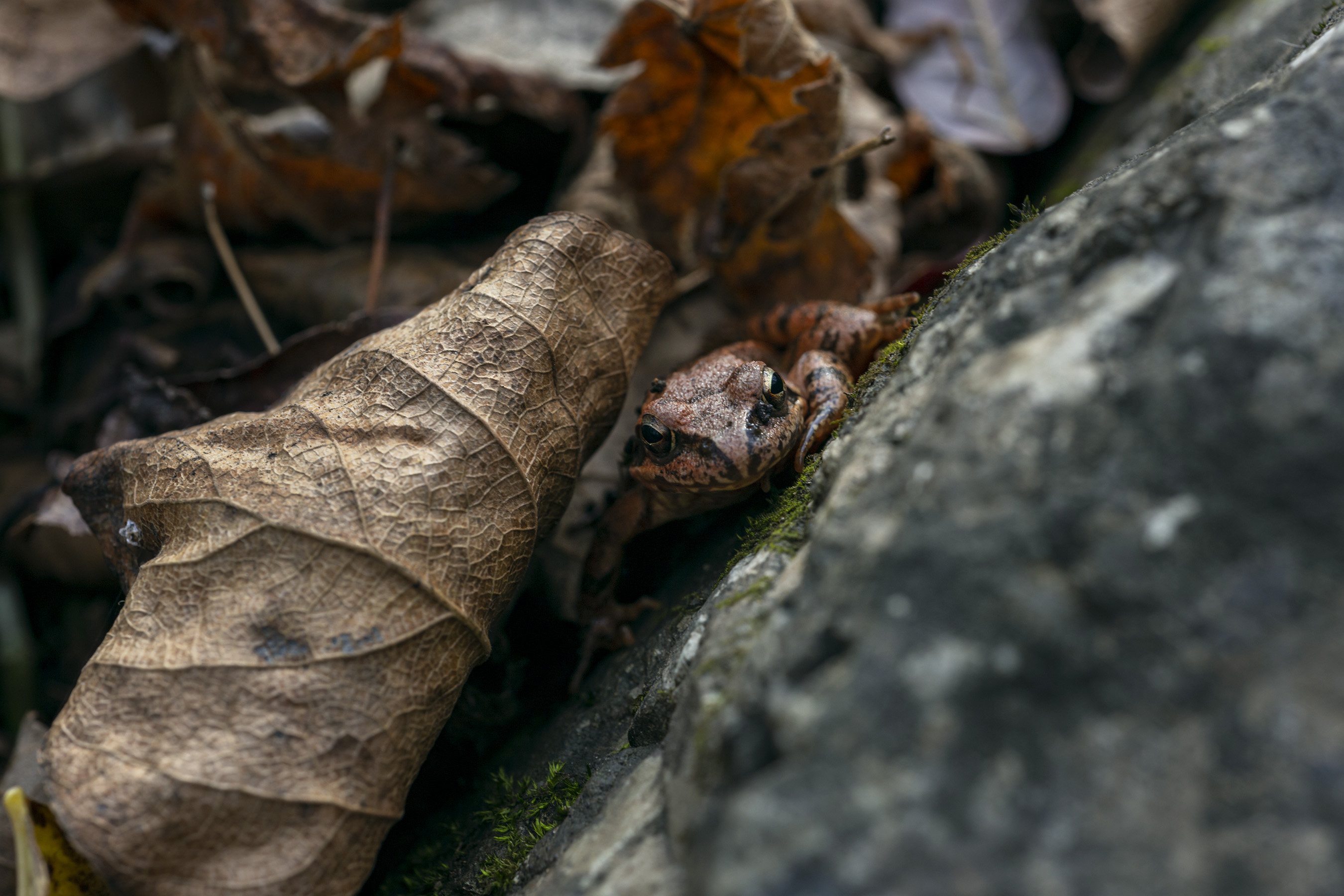 , Кузнецов Александр