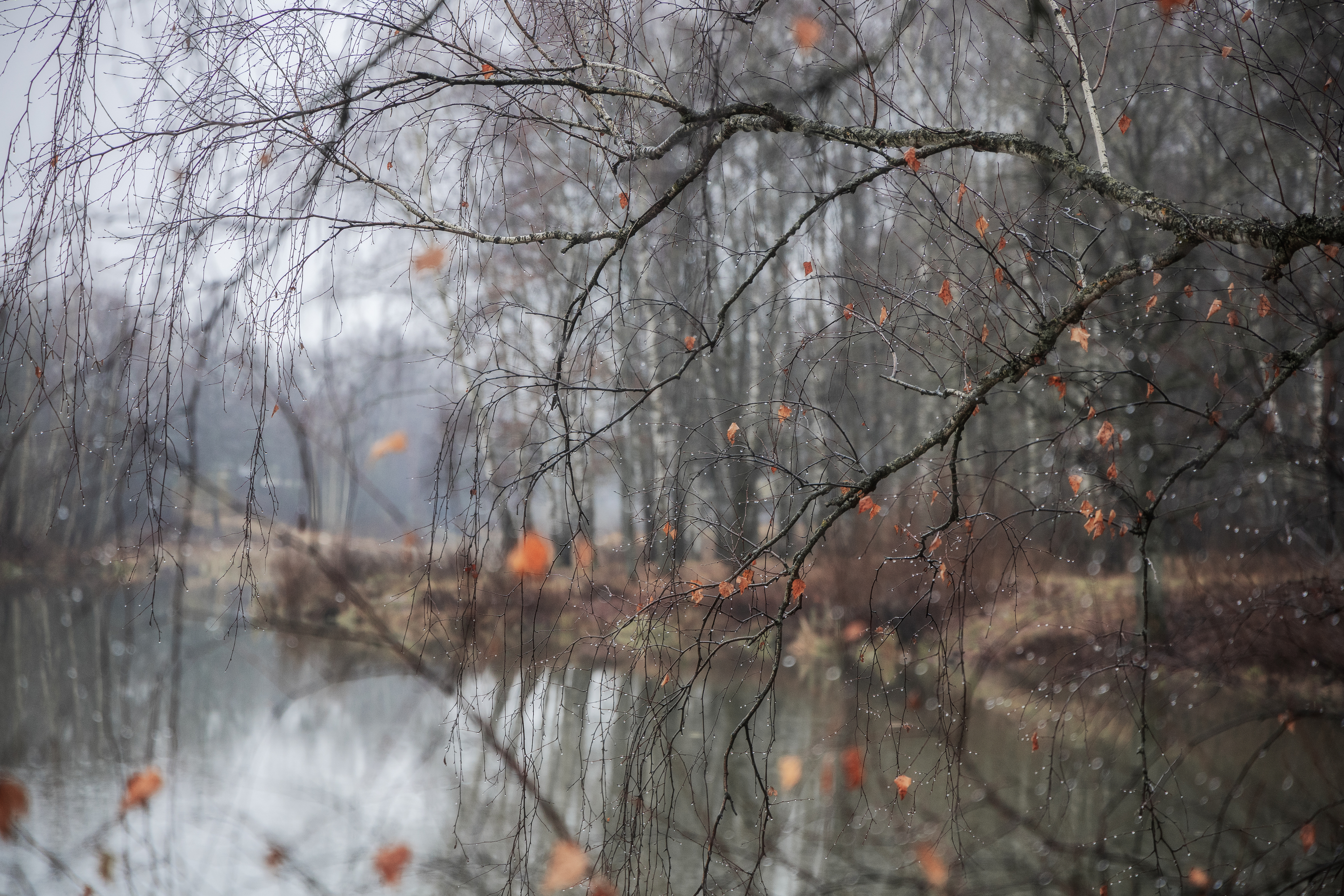 тоска, осень, природа, осеннее настроение, пейзаж, осенний пейзаж, Мартыненко Дмитрий