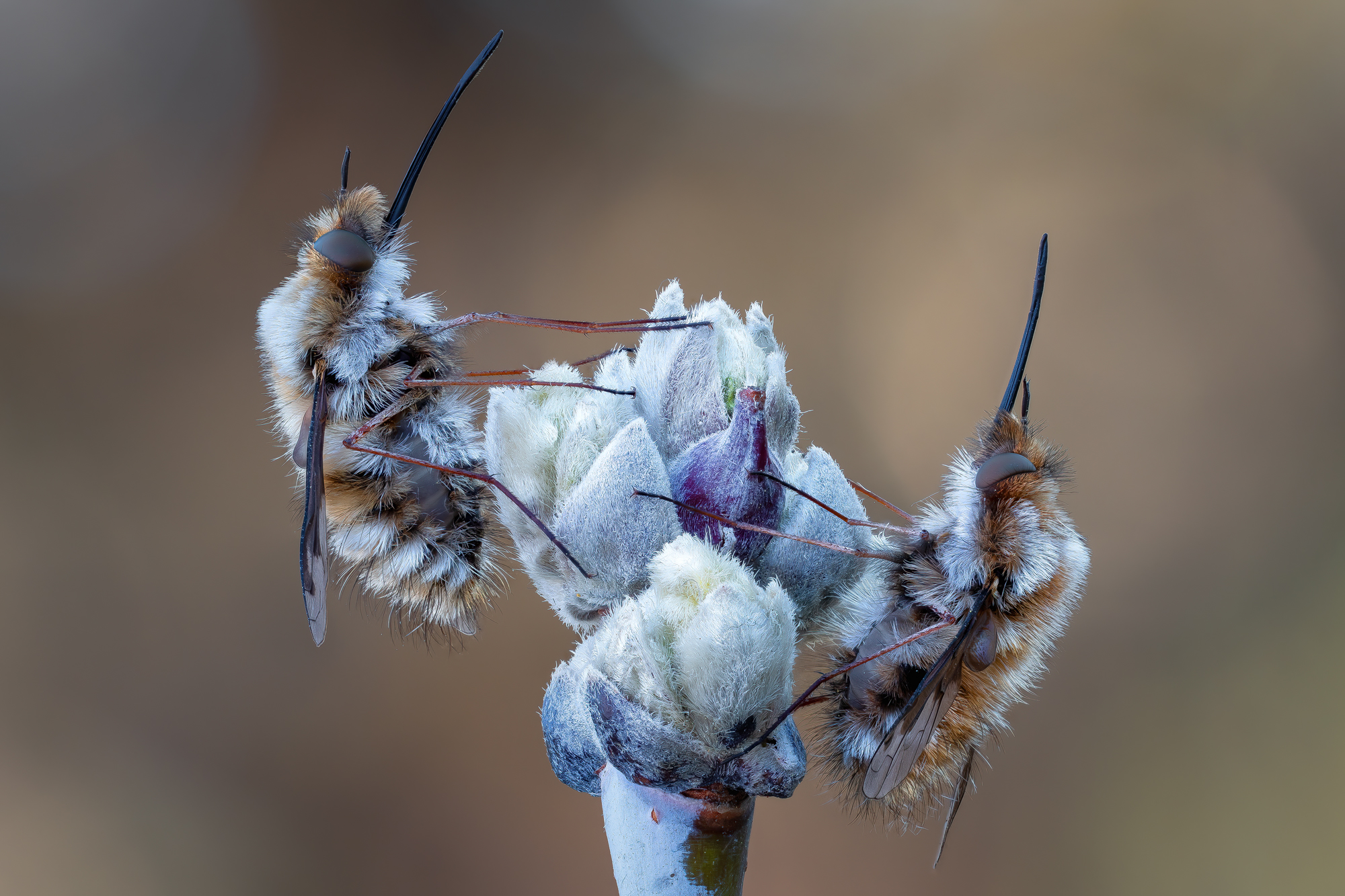 , Кузнецов Дмитрий