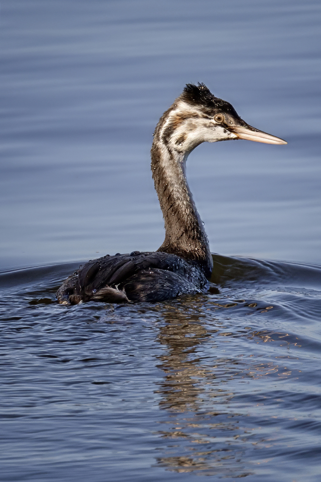 чомга, птица, водоплавающие, Abdalova Tatiana
