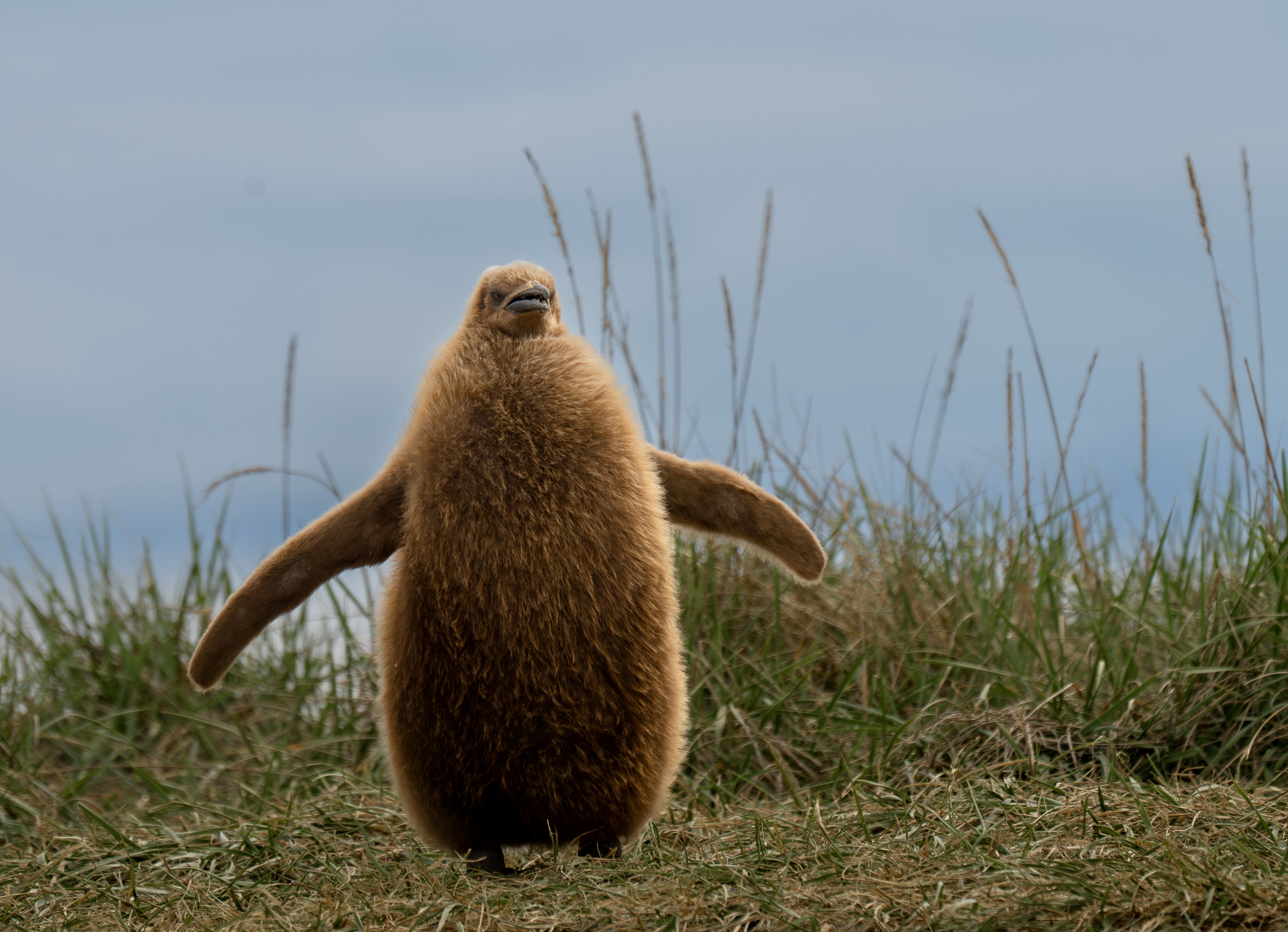 , Владимир Цветов