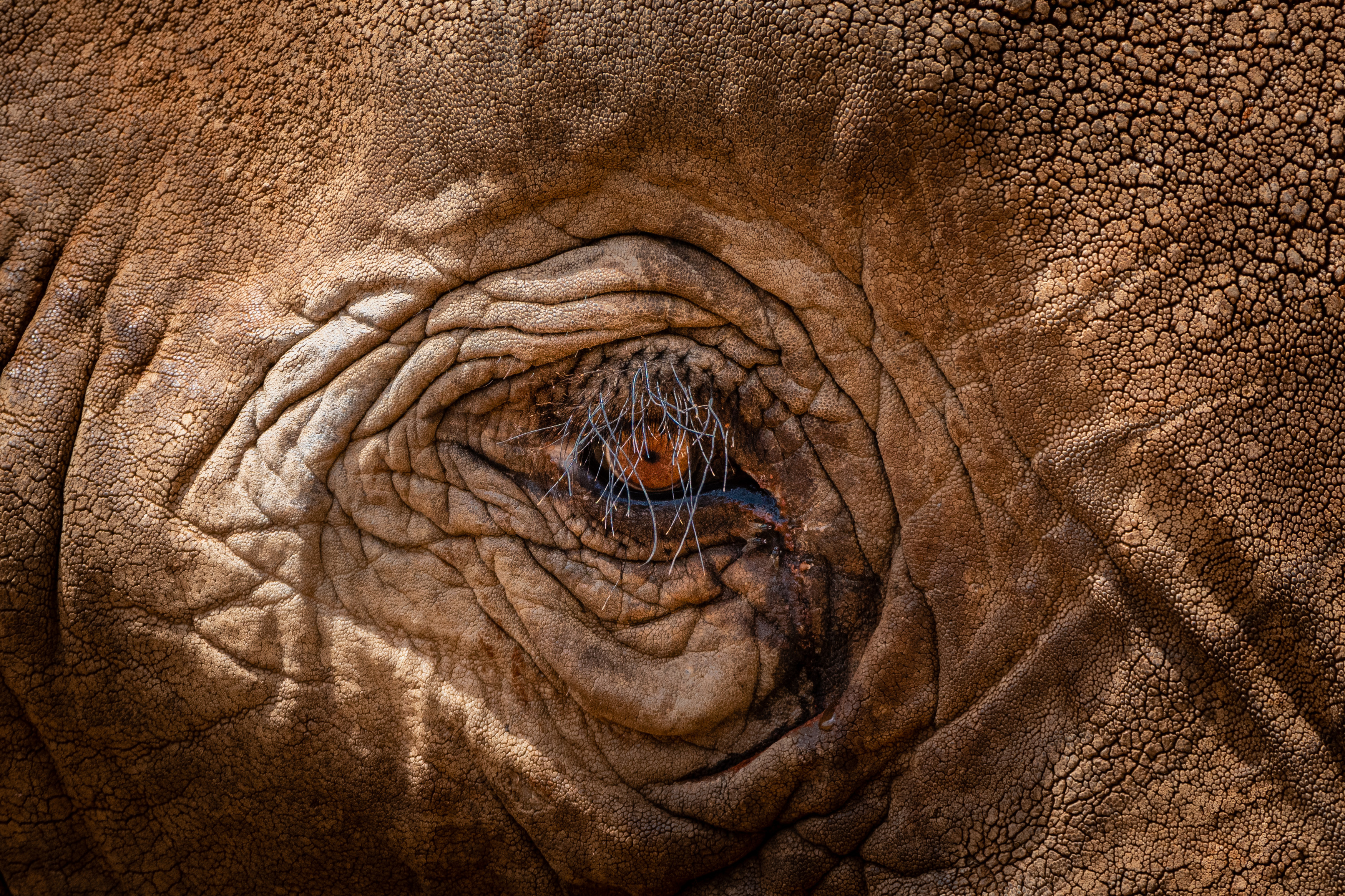 , Николаев Дмитрий