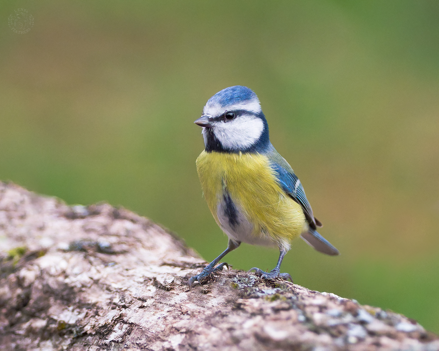 , Евгени Стефанов