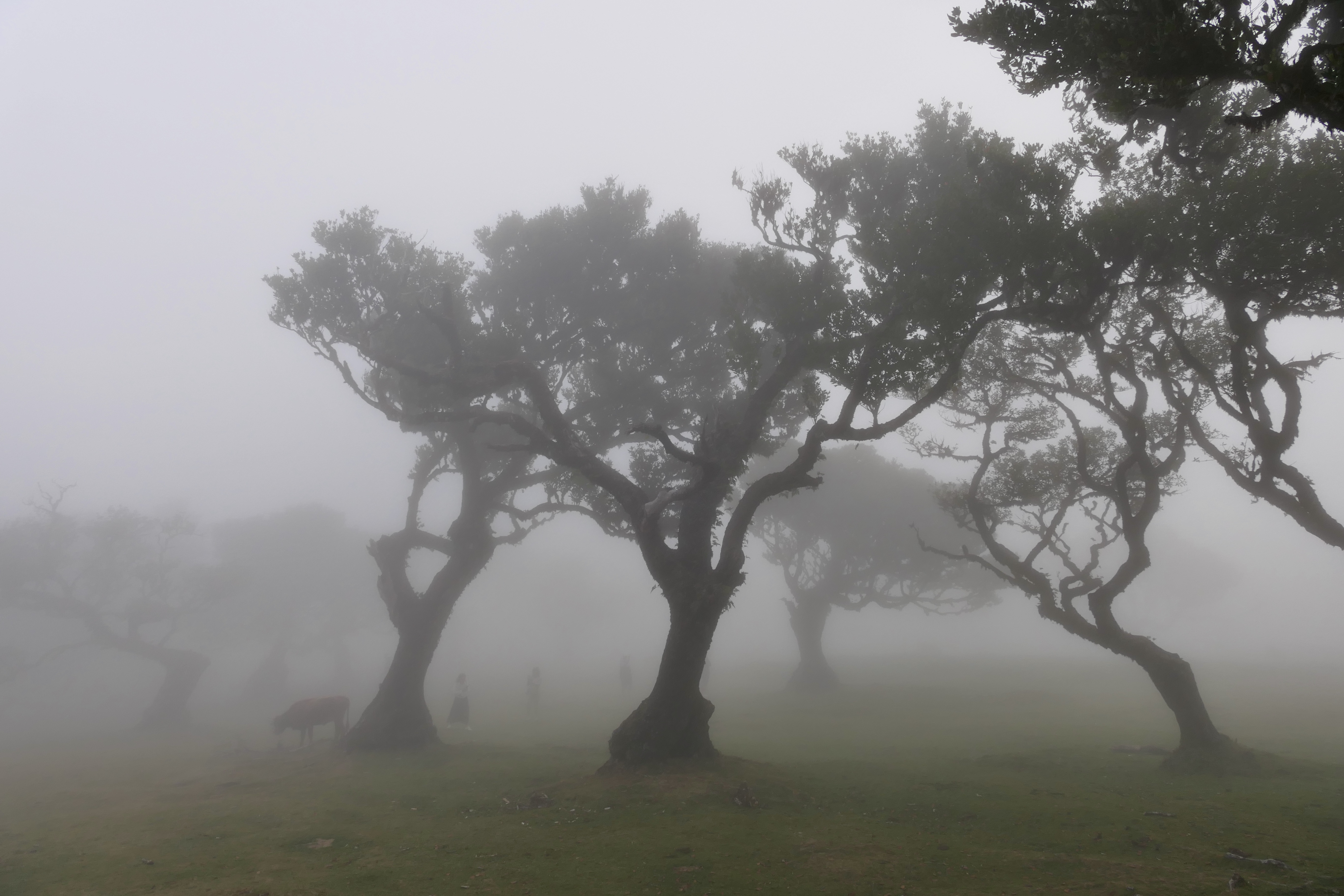 Landscapes, Fanal Forest, Fog, Mood, Trees, Madeira, , Povarova Ree Svetlana